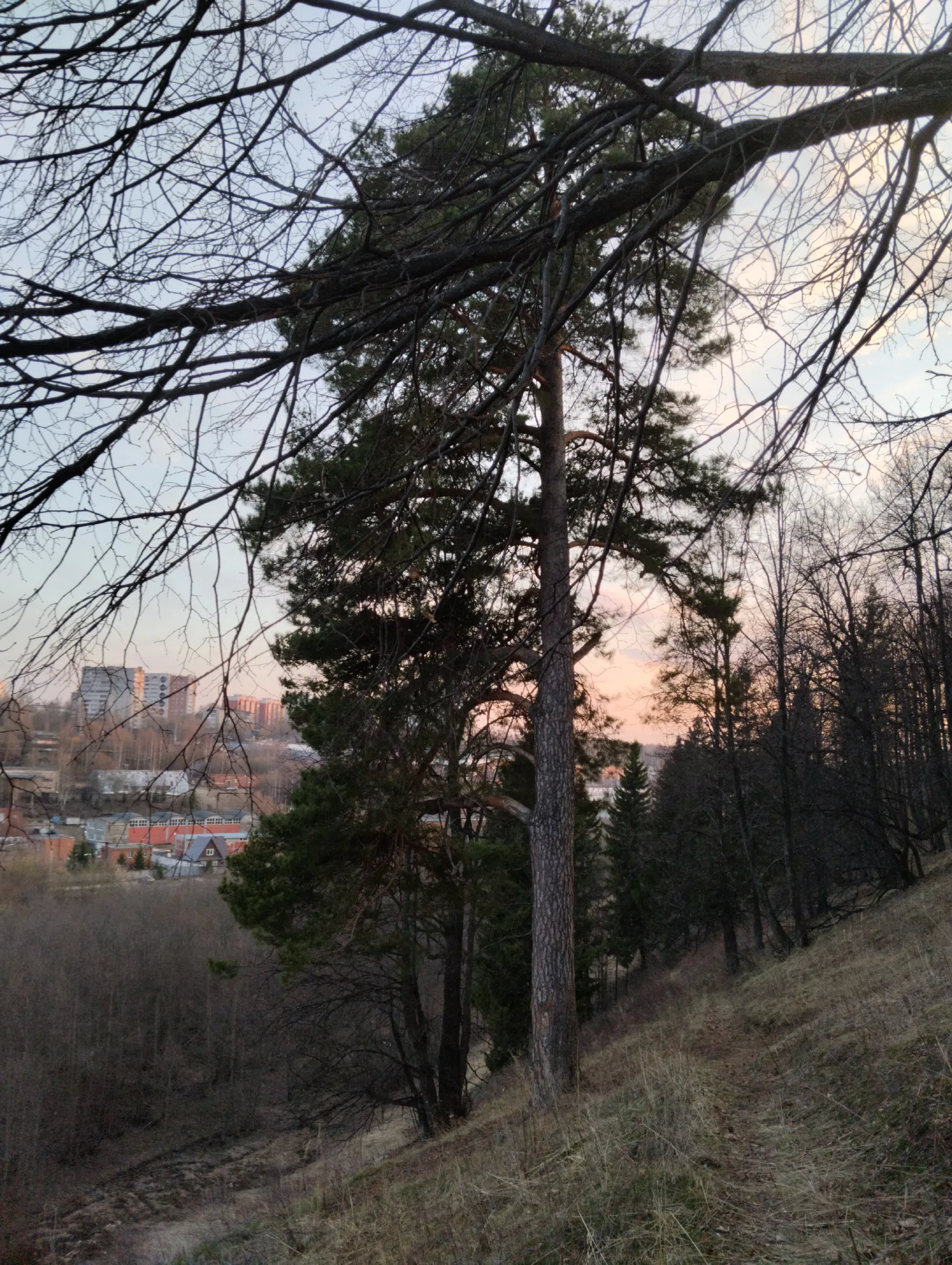 Хвойный лес над деревней, фото 4