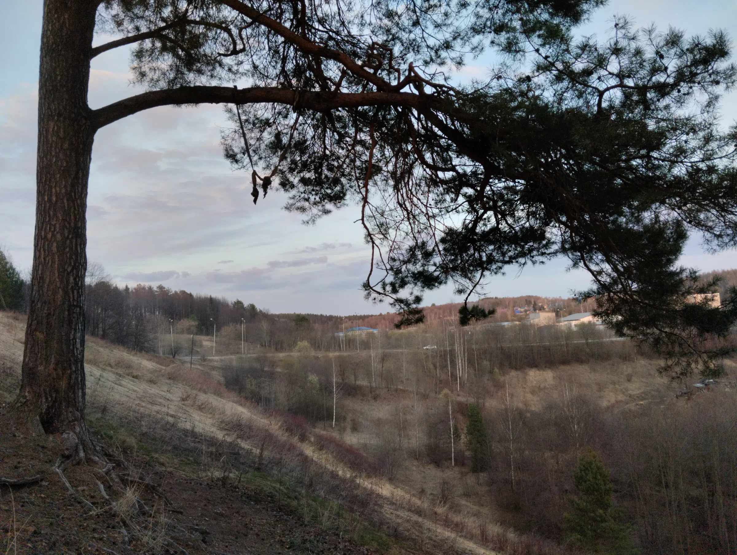Хвойный лес над деревней, фото 9
