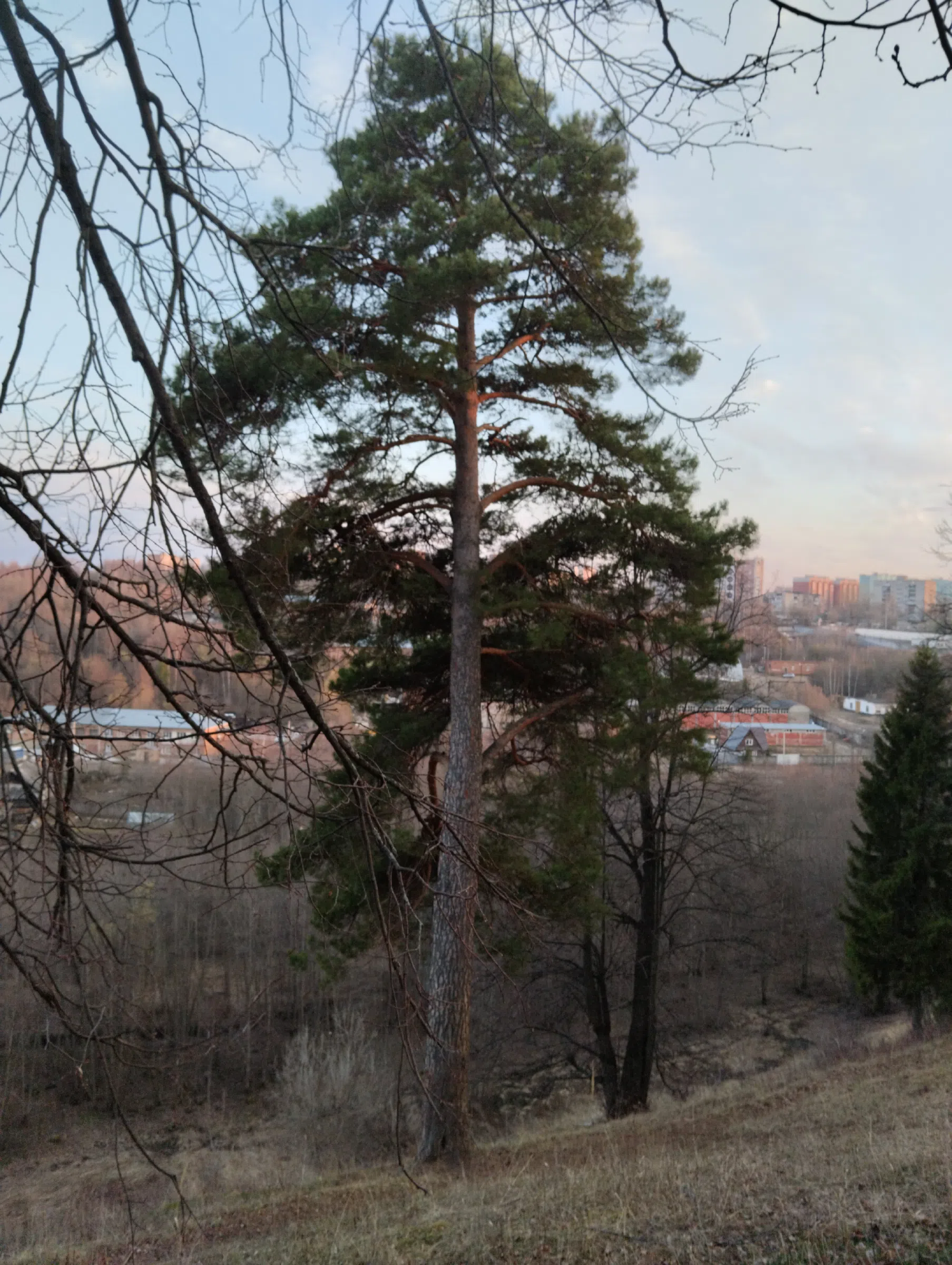 Хвойный лес над деревней, фото 3