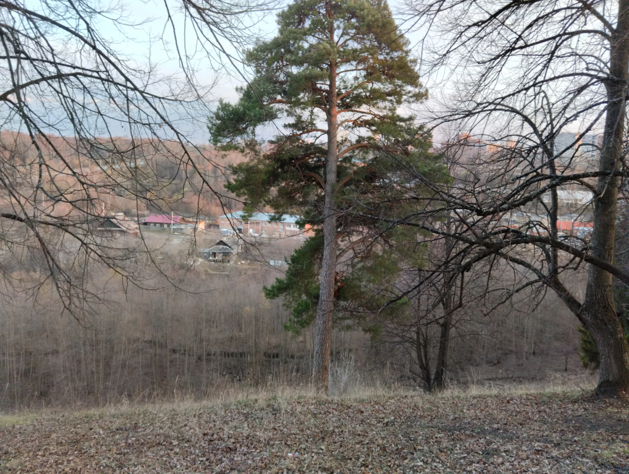 Хвойный лес над деревней, фото 1