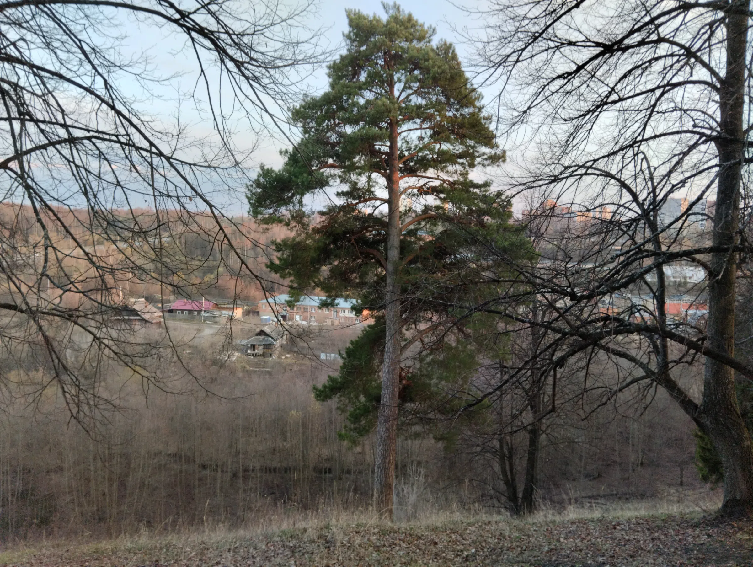 Хвойный лес над деревней, фото 2