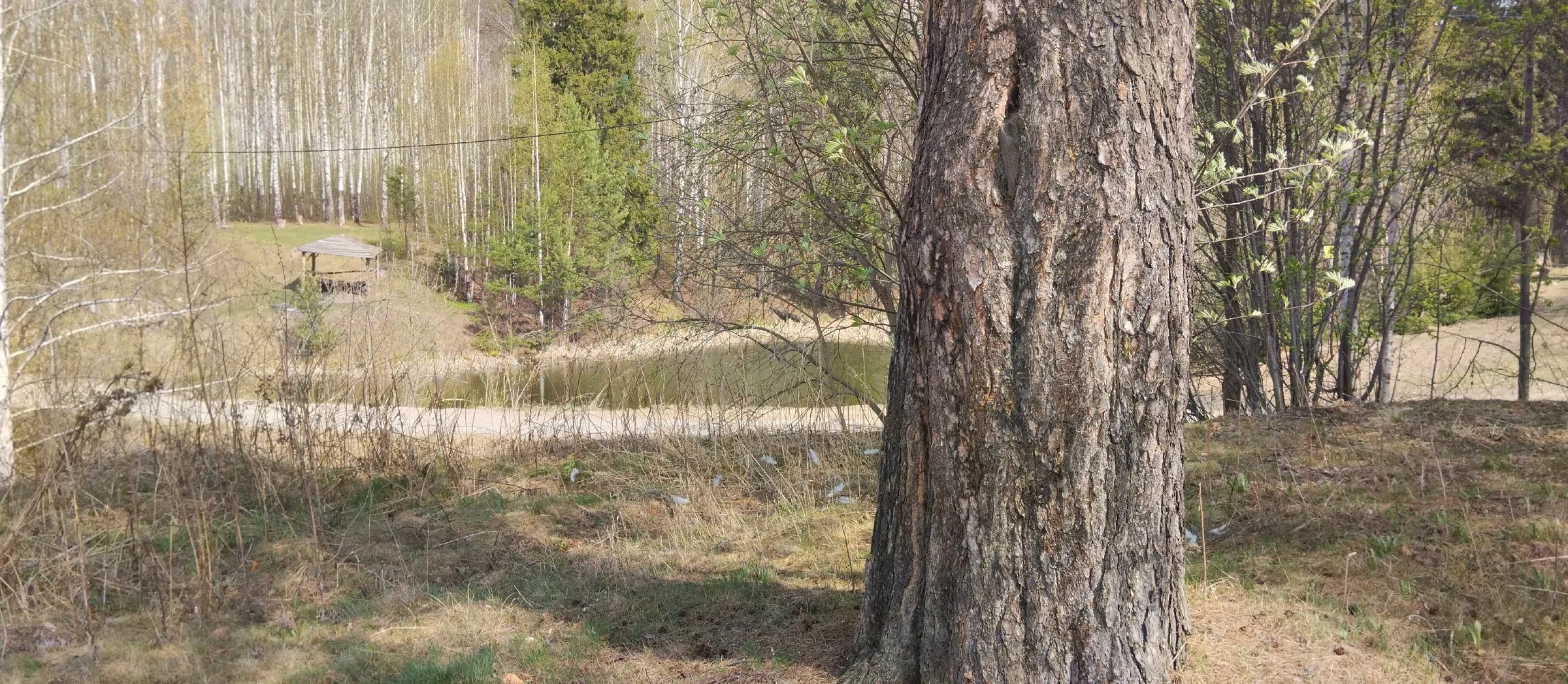 Дача в лесу у реки, фото 1