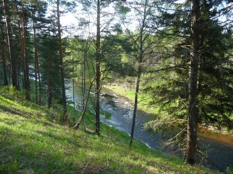 Река в лесу, фото 4