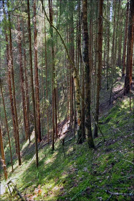 Река в лесу, фото 5