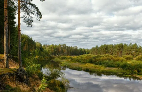 Река в лесу, фото 8