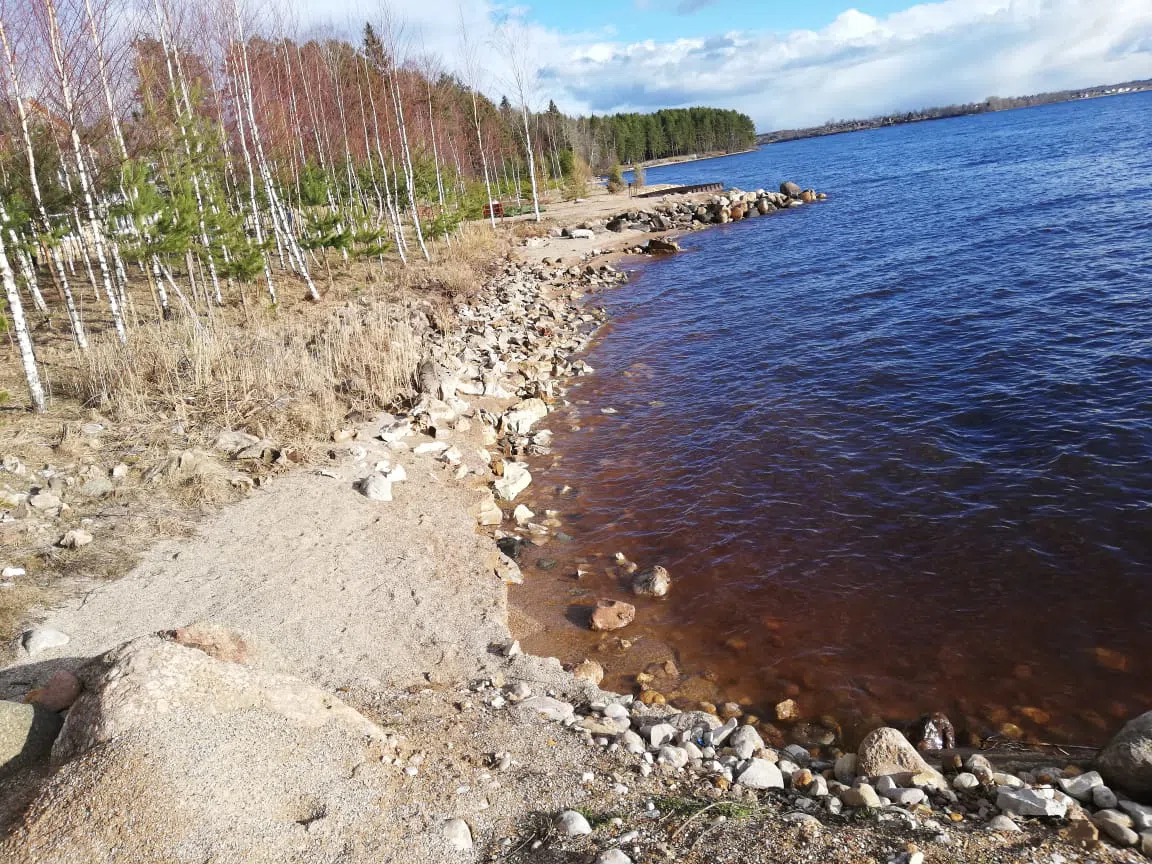 Берег с соснами, фото 8