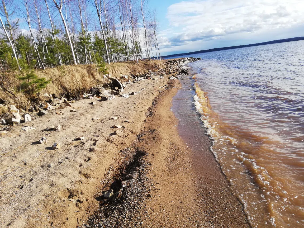Берег с соснами, фото 7