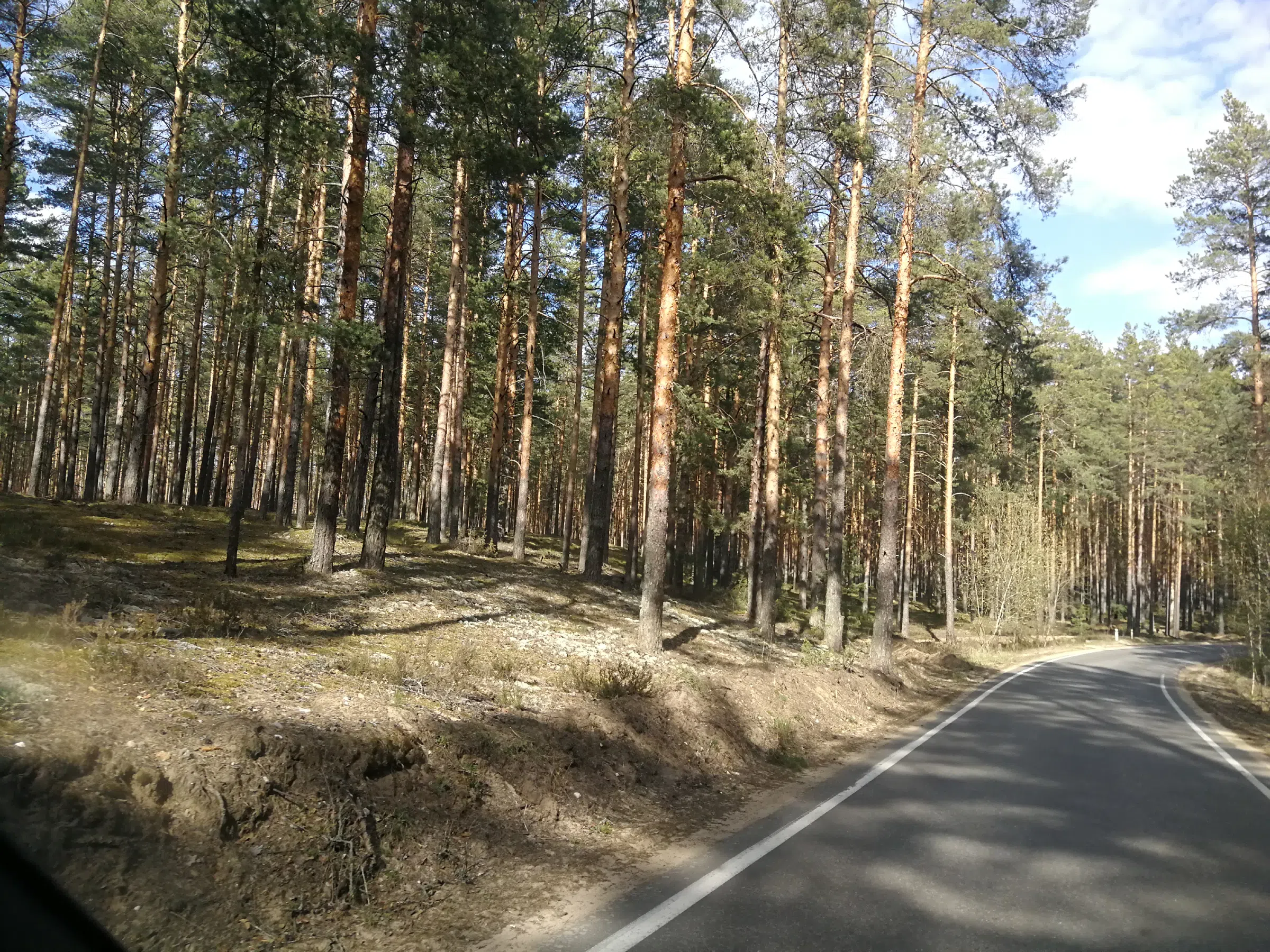 Сосновый бор с дорогой, фото 5