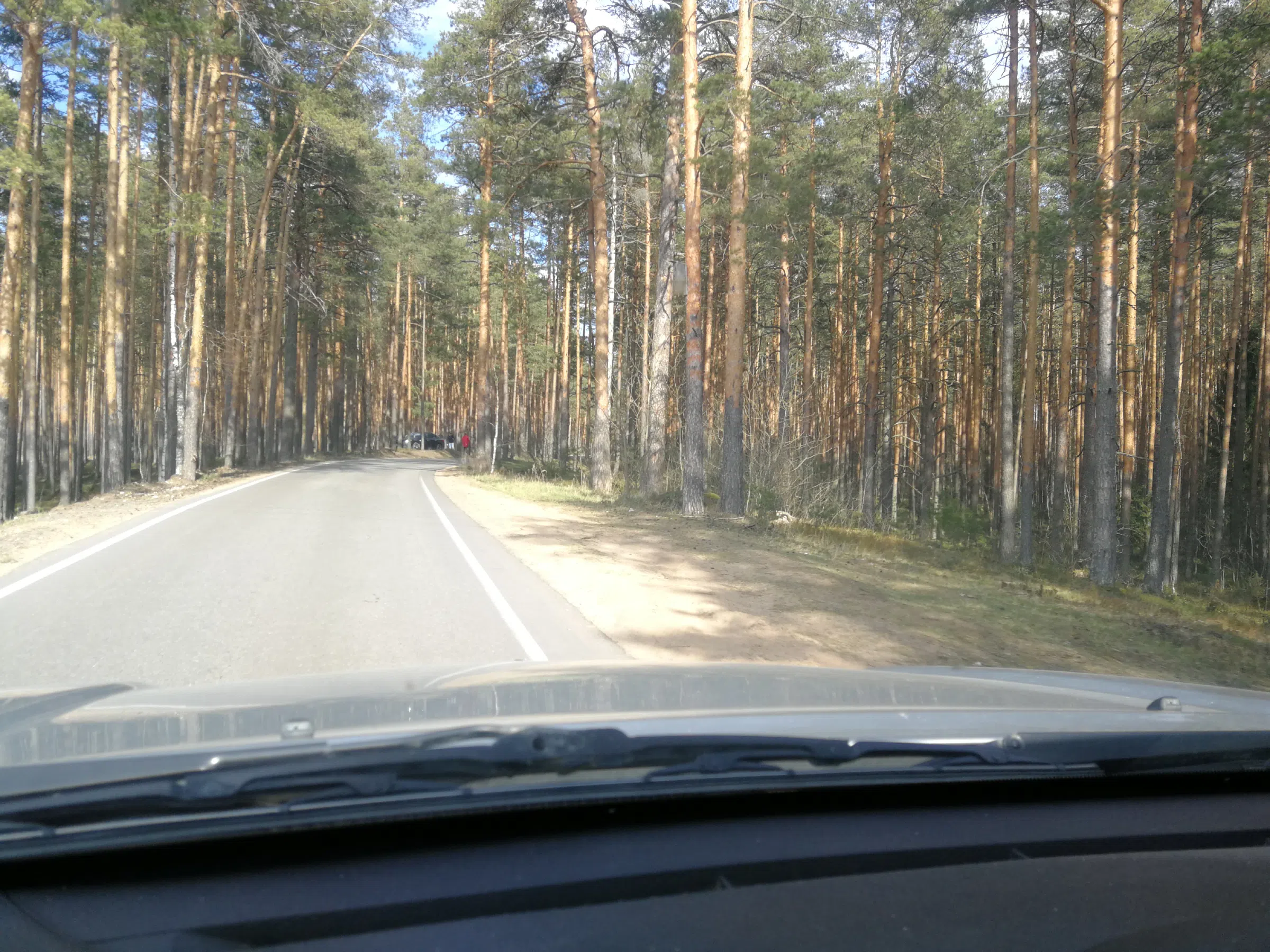 Сосновый бор с дорогой, фото 1