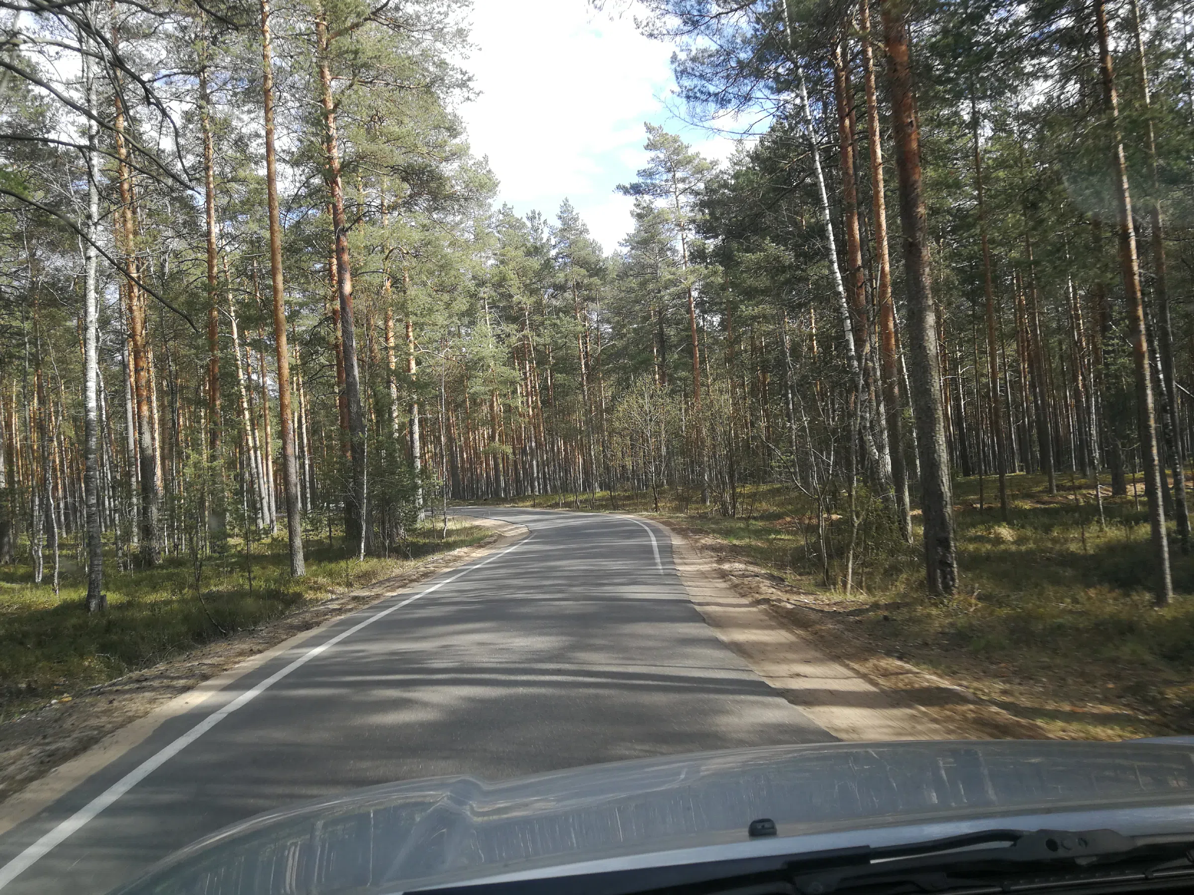 Сосновый бор с дорогой, фото 11