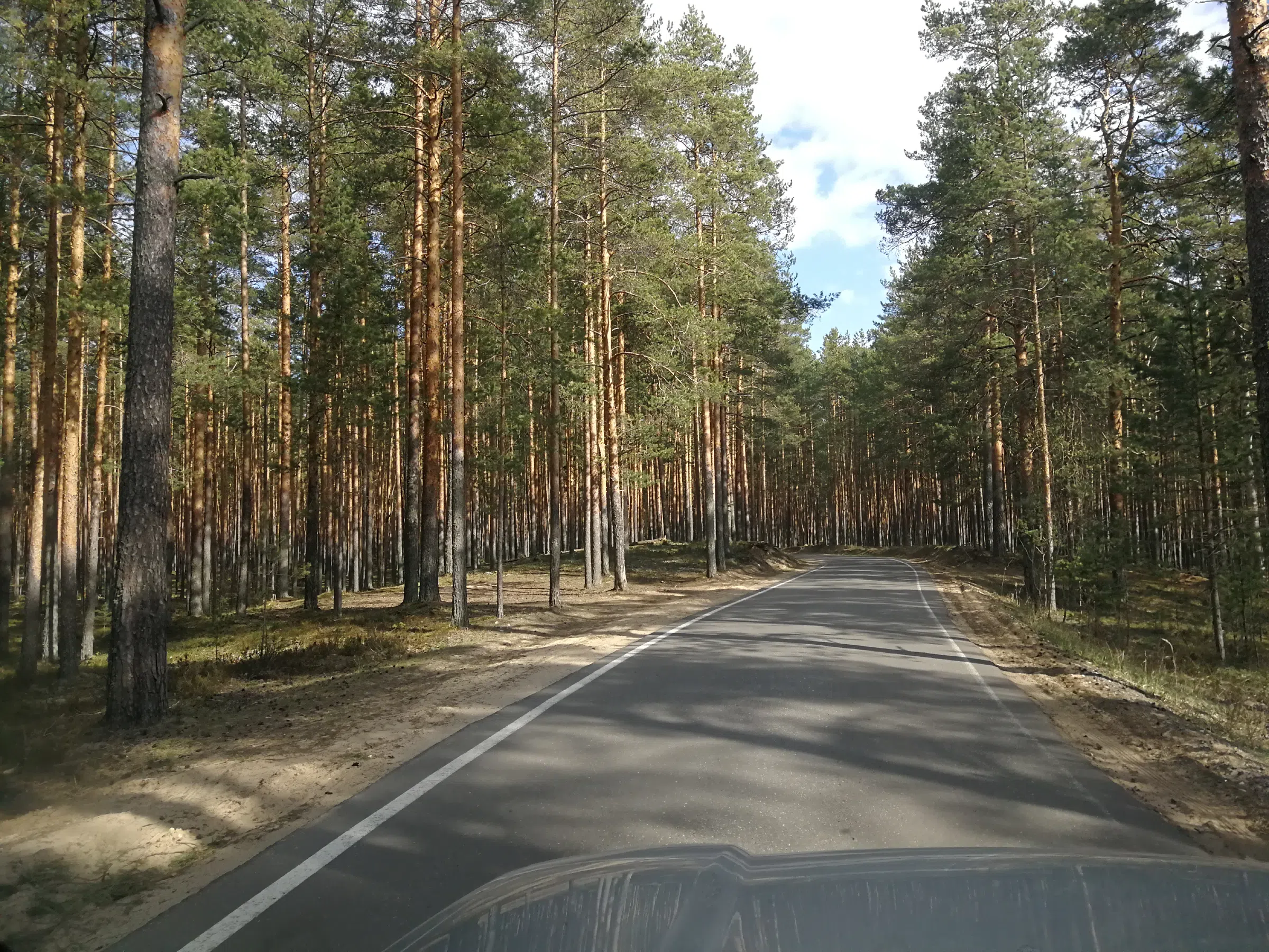 Сосновый бор с дорогой, фото 6