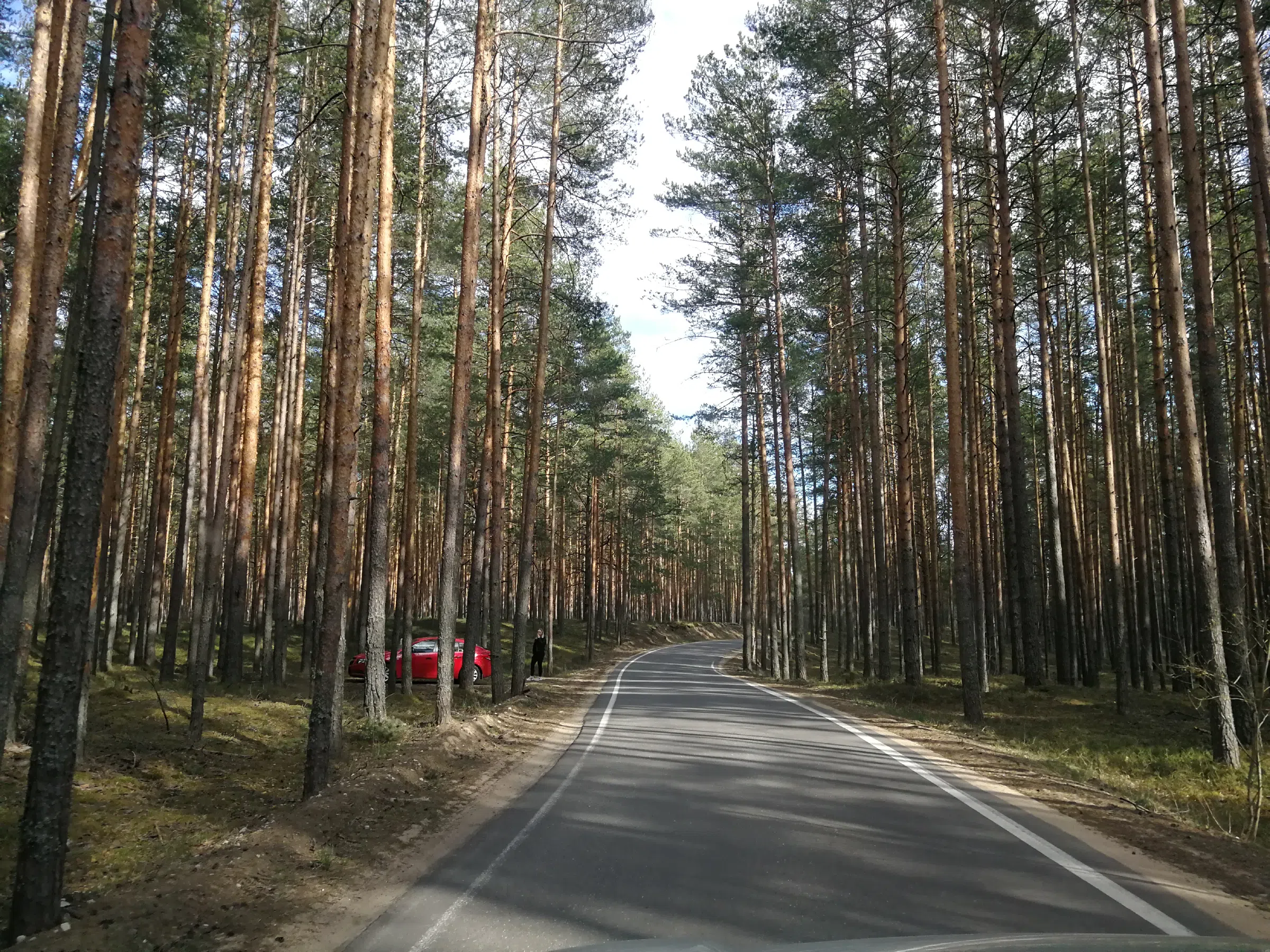 Сосновый бор с дорогой, фото 13