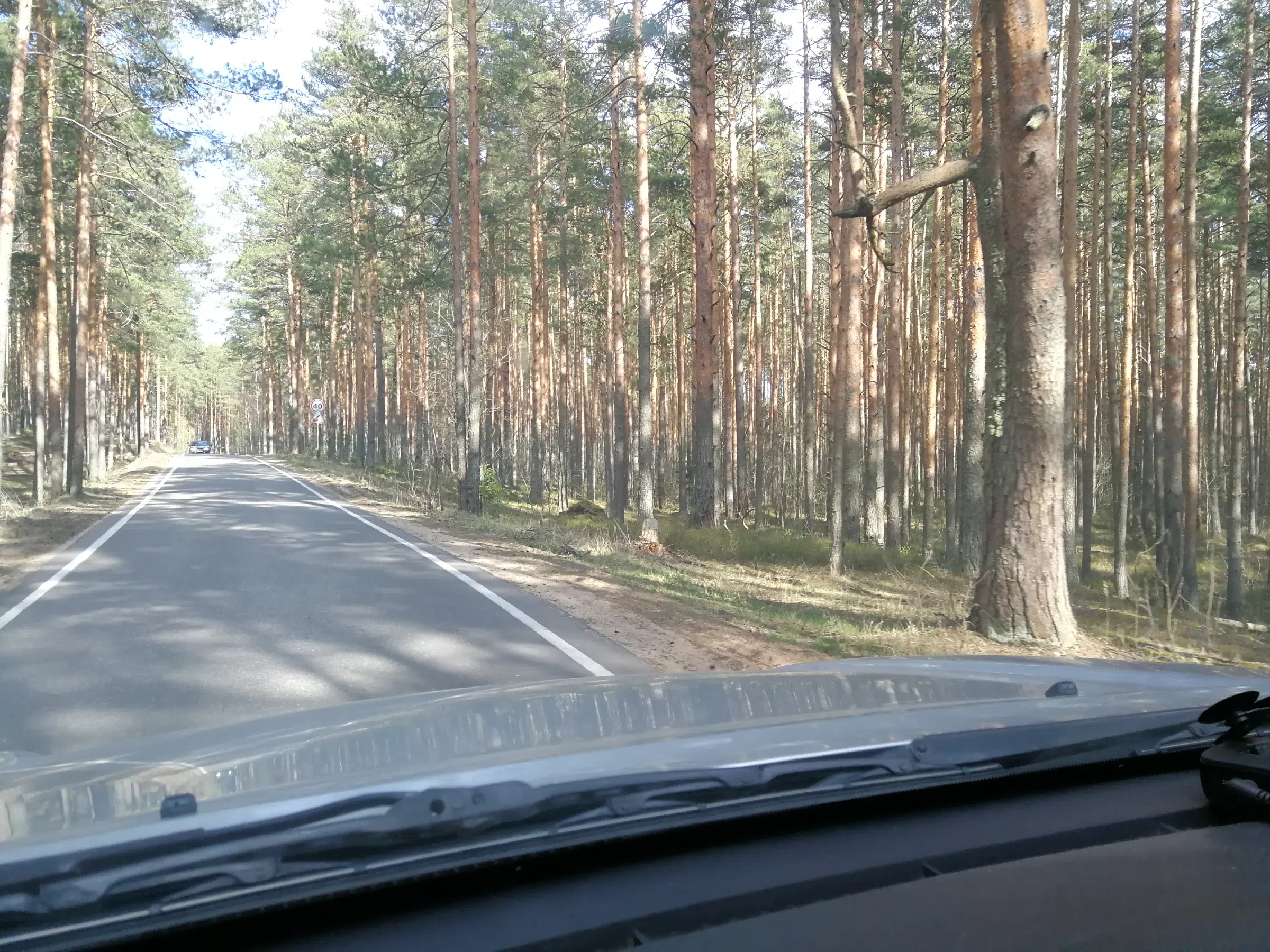Сосновый бор с дорогой, фото 3