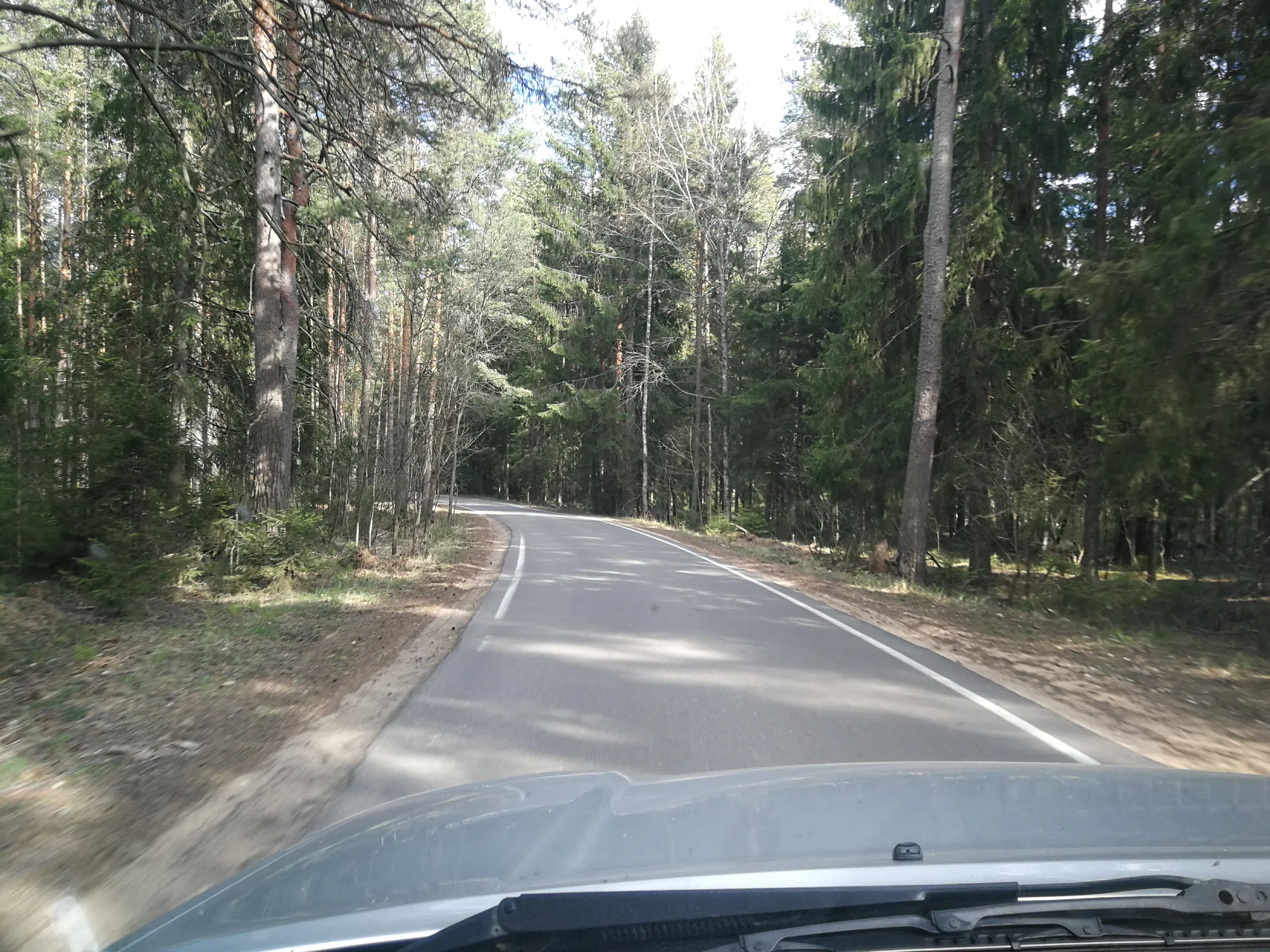 Сосновый бор с дорогой, фото 15