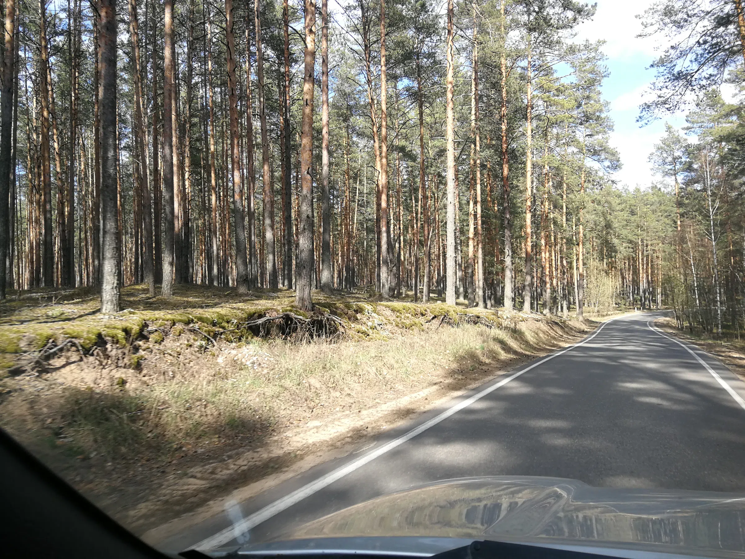 Сосновый бор с дорогой, фото 4