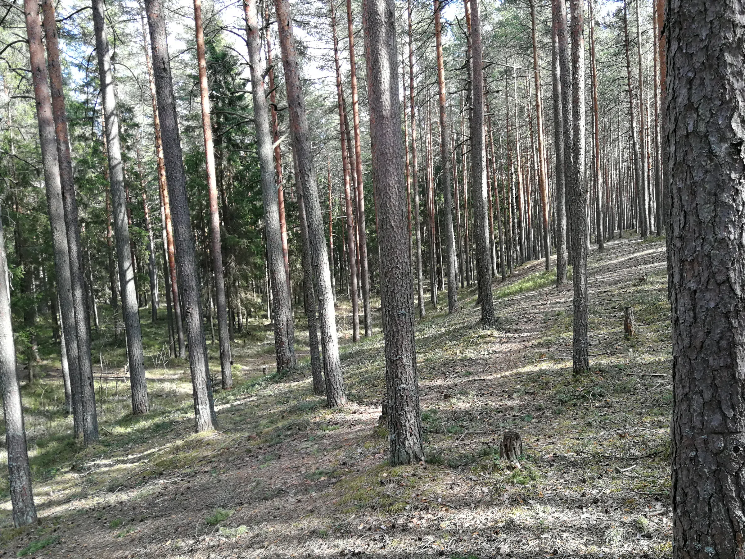 Сосновый бор с дорогой, фото 23