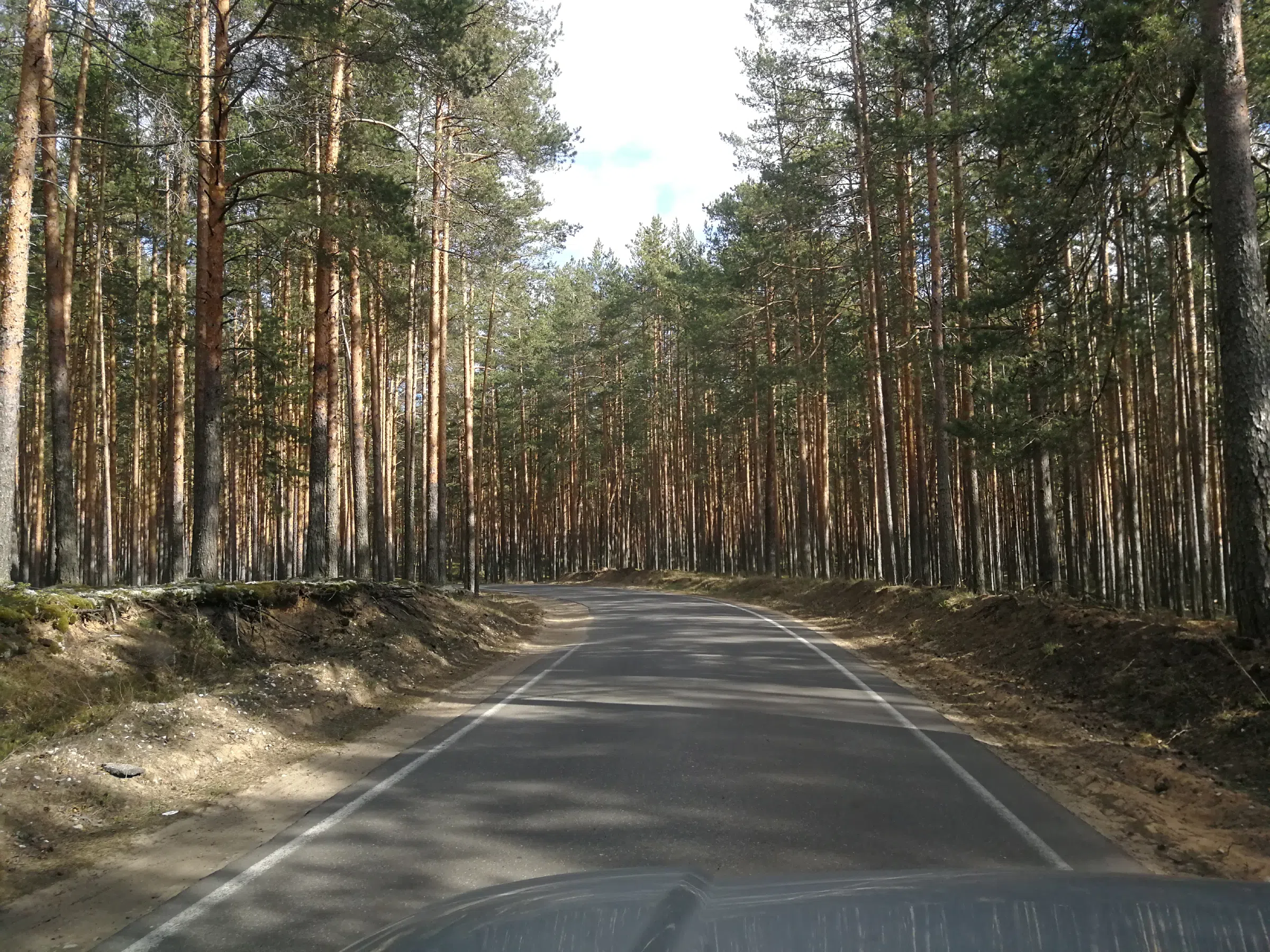 Сосновый бор с дорогой, фото 7