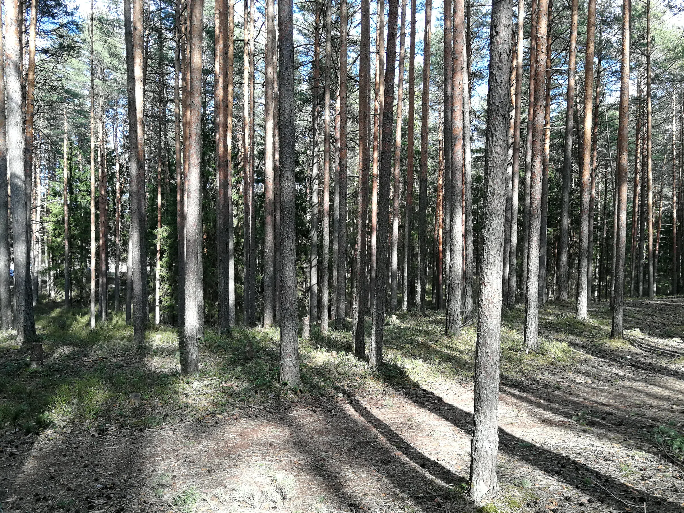 Сосновый бор с дорогой, фото 21