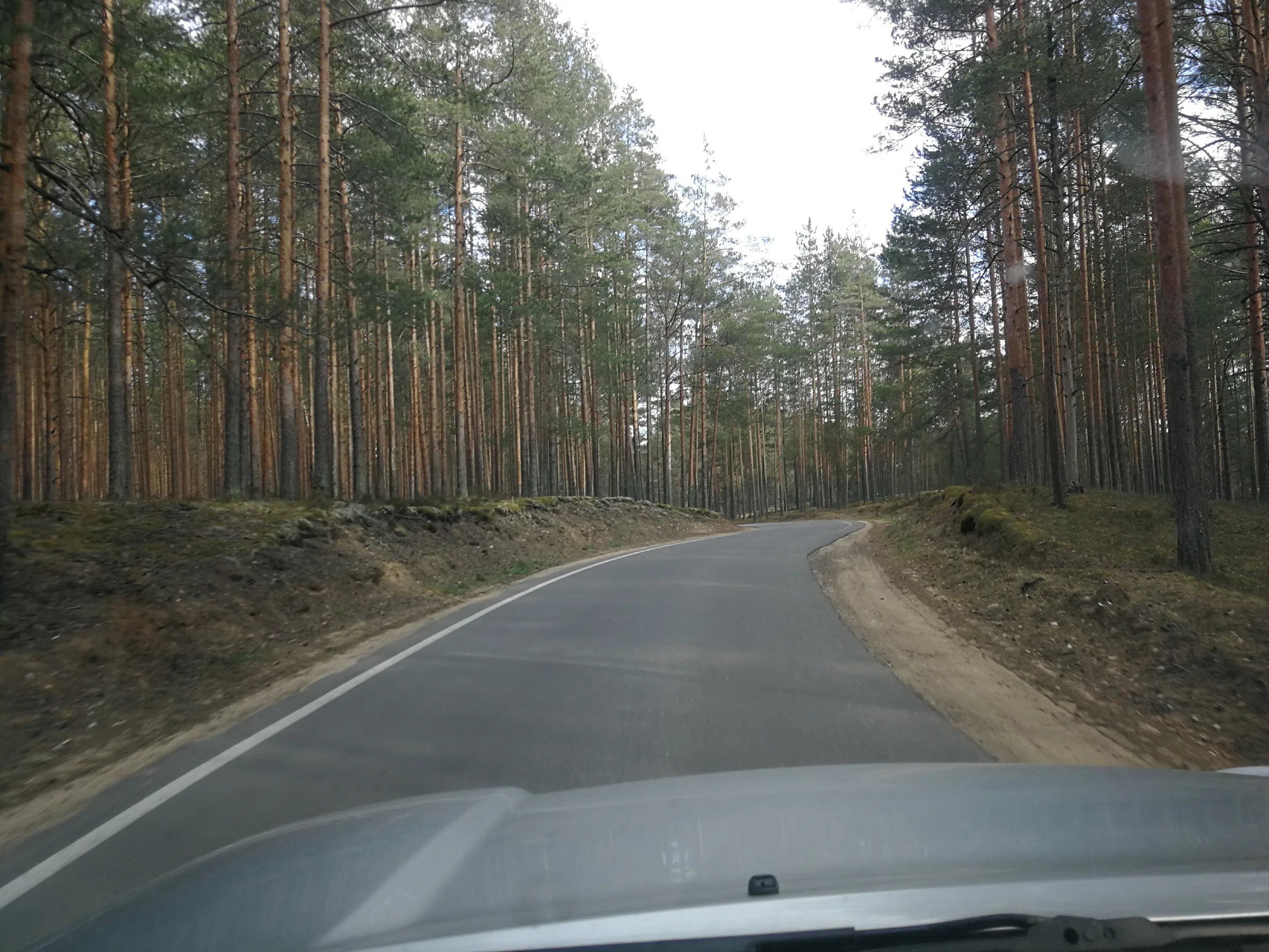 Сосновый бор с дорогой, фото 14
