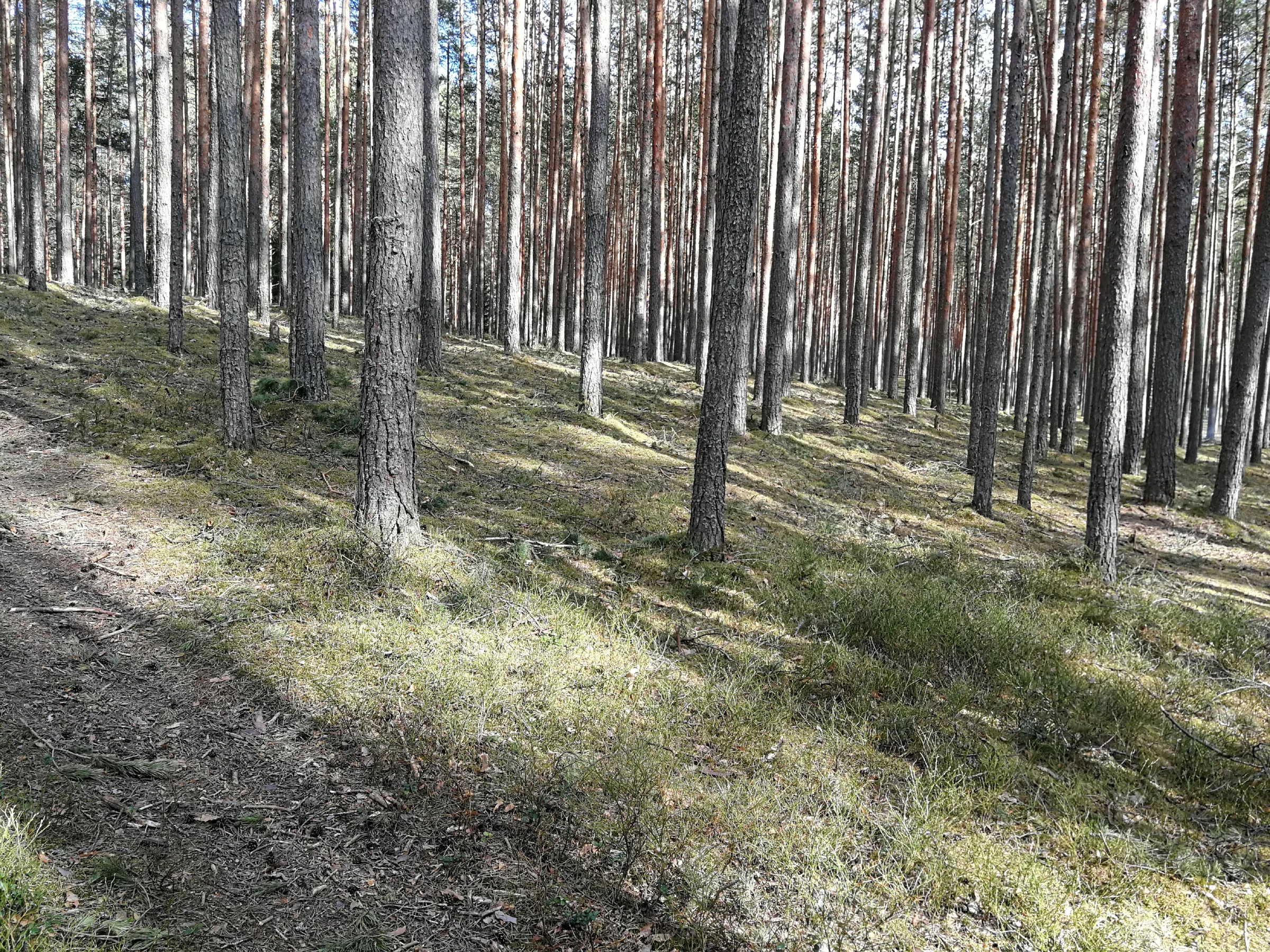 Сосновый бор с дорогой, фото 20