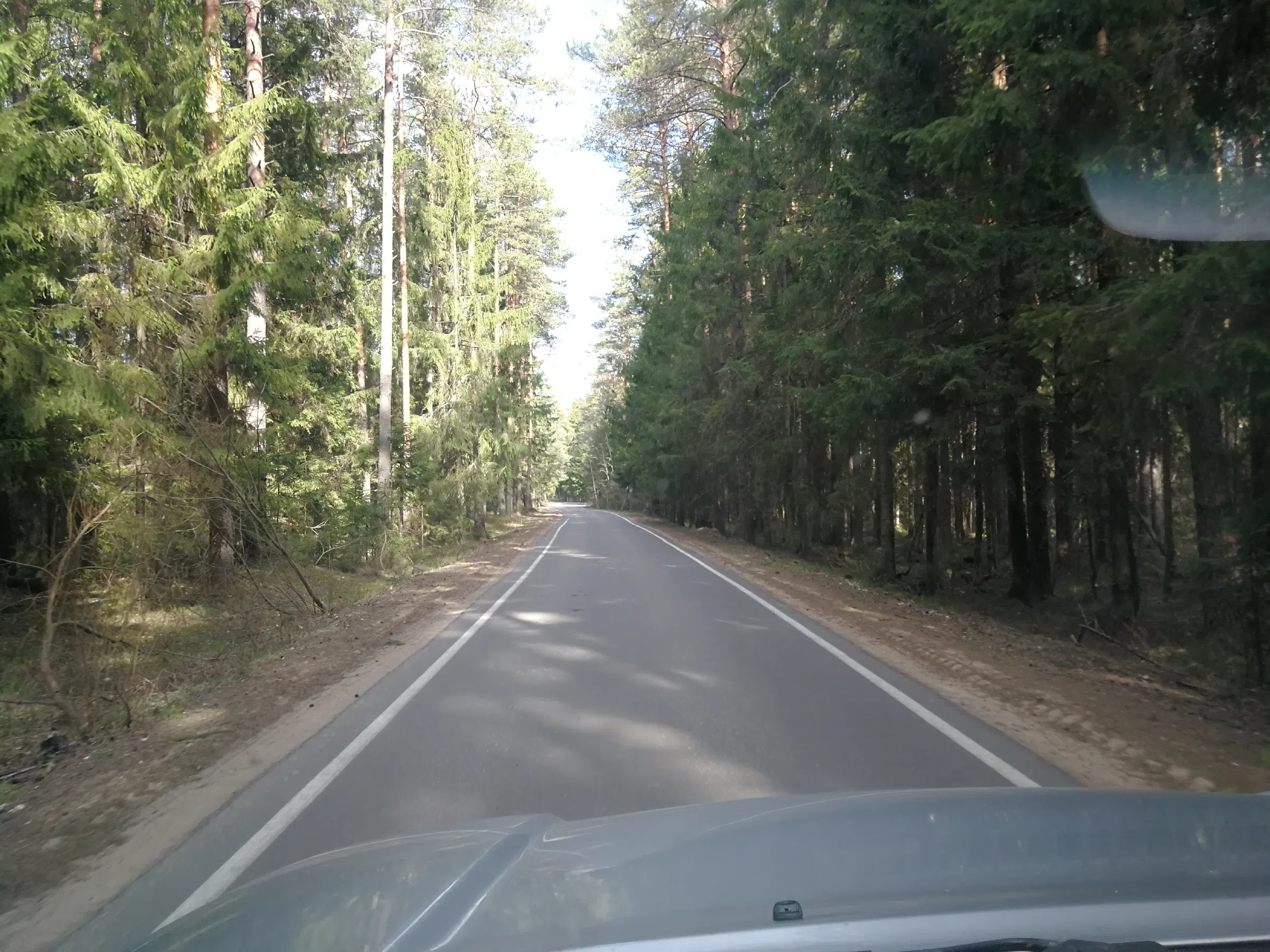 Сосновый бор с дорогой, фото 16