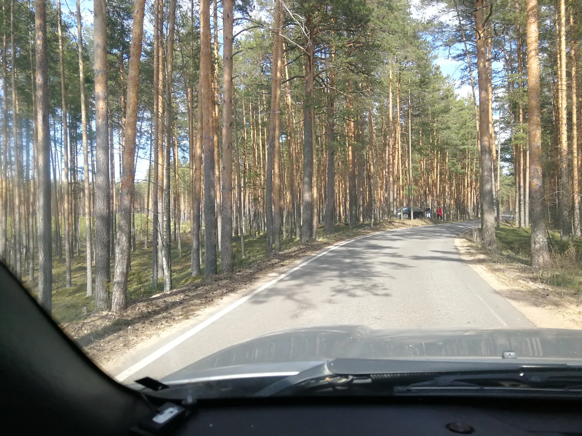 Сосновый бор с дорогой, фото 2