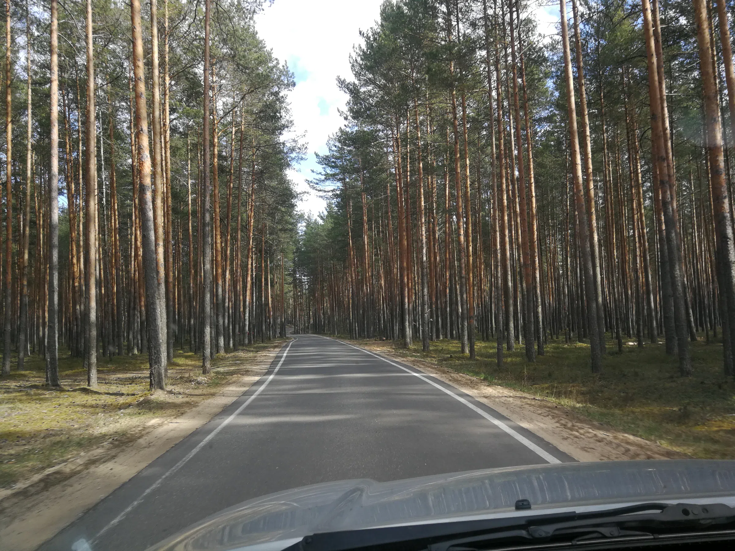 Сосновый бор с дорогой, фото 12