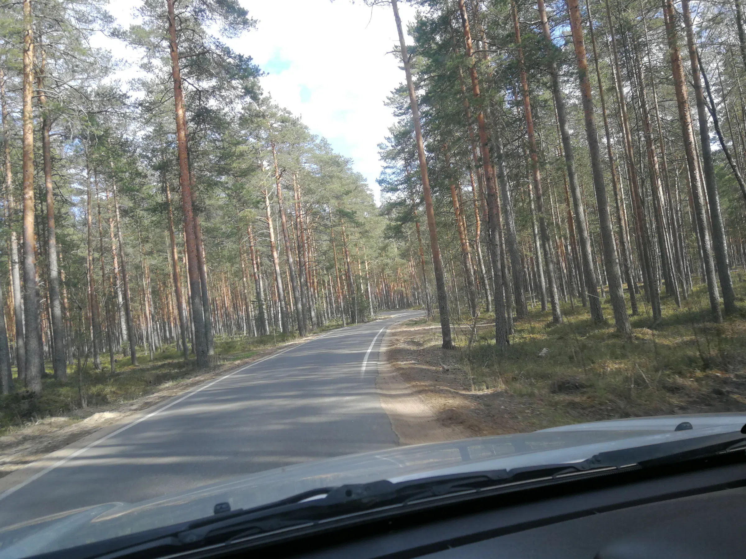 Сосновый бор с дорогой, фото 10