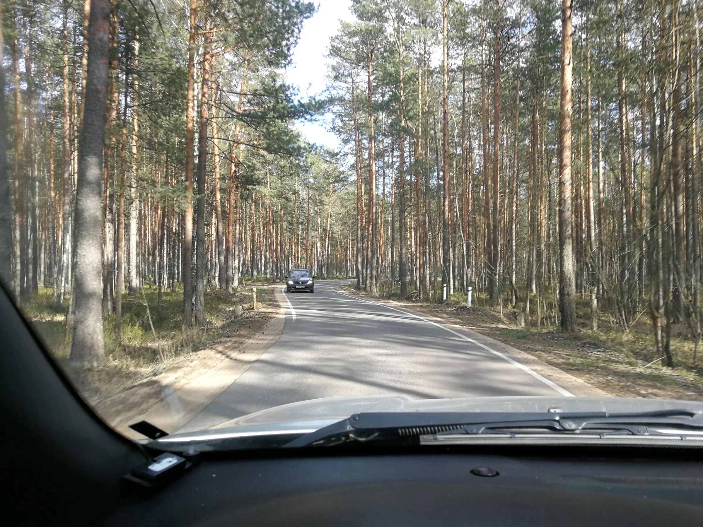 Сосновый бор с дорогой, фото 9