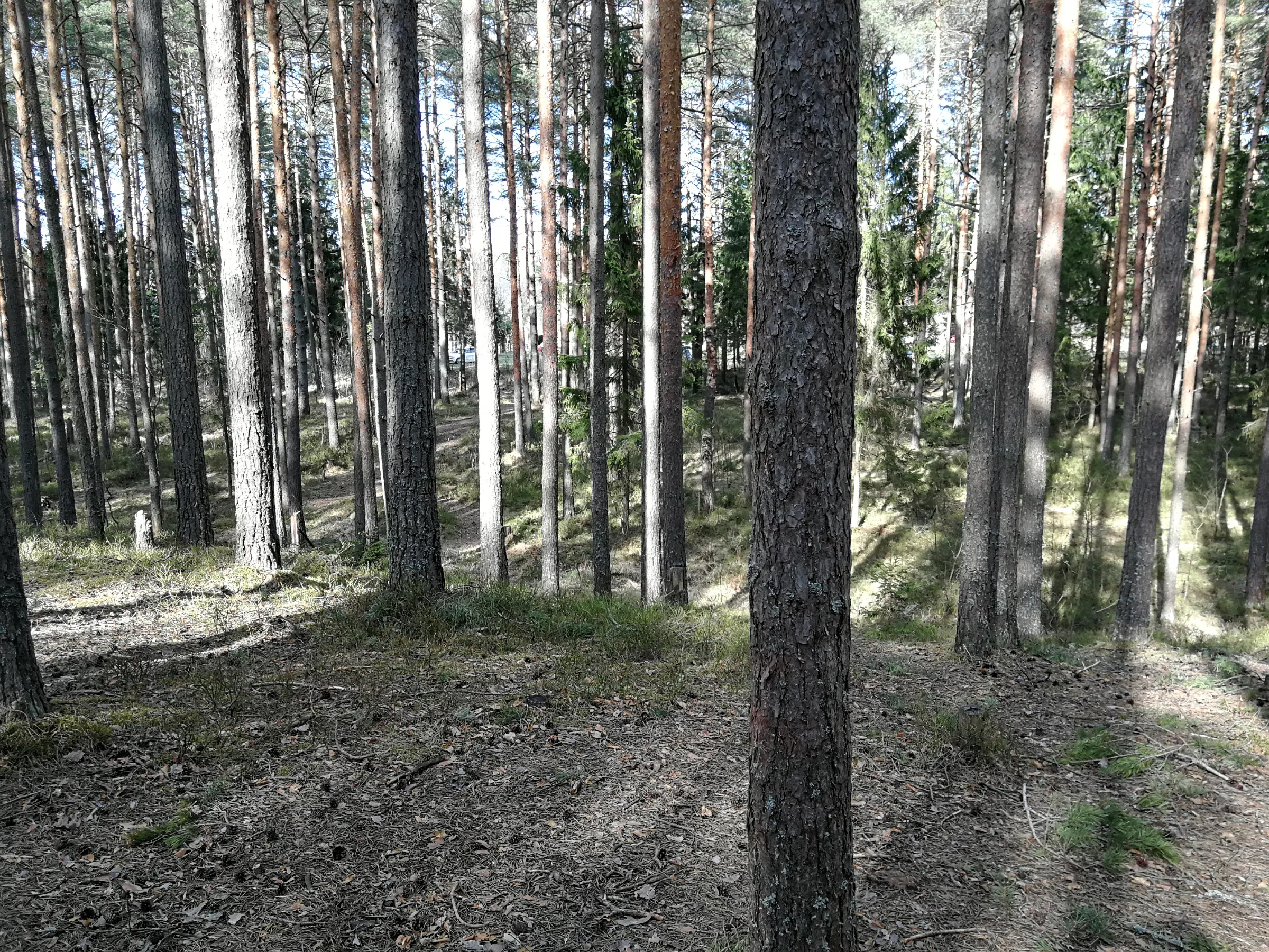 Сосновый бор с дорогой, фото 22