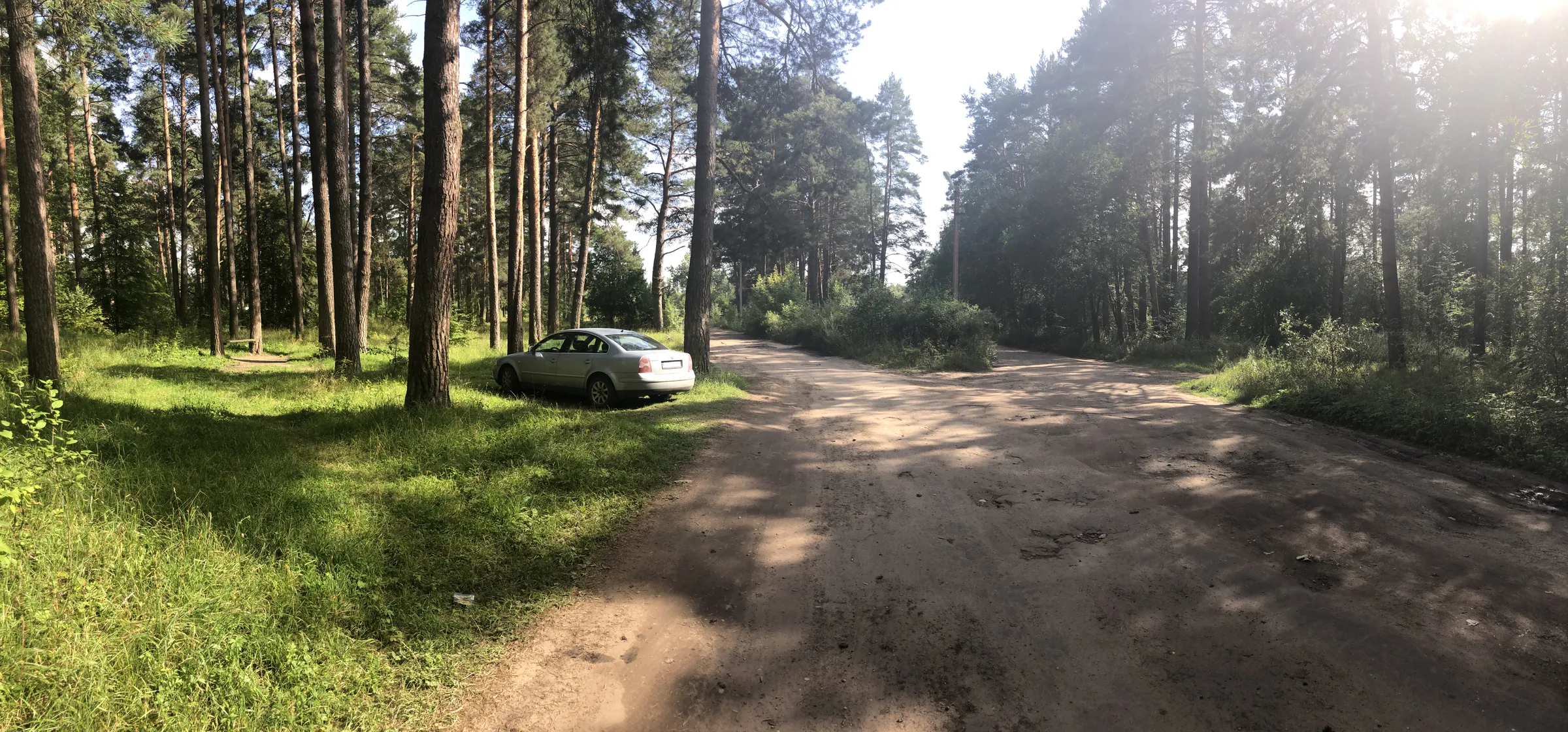 Сосновая роща с просеками, фото 2