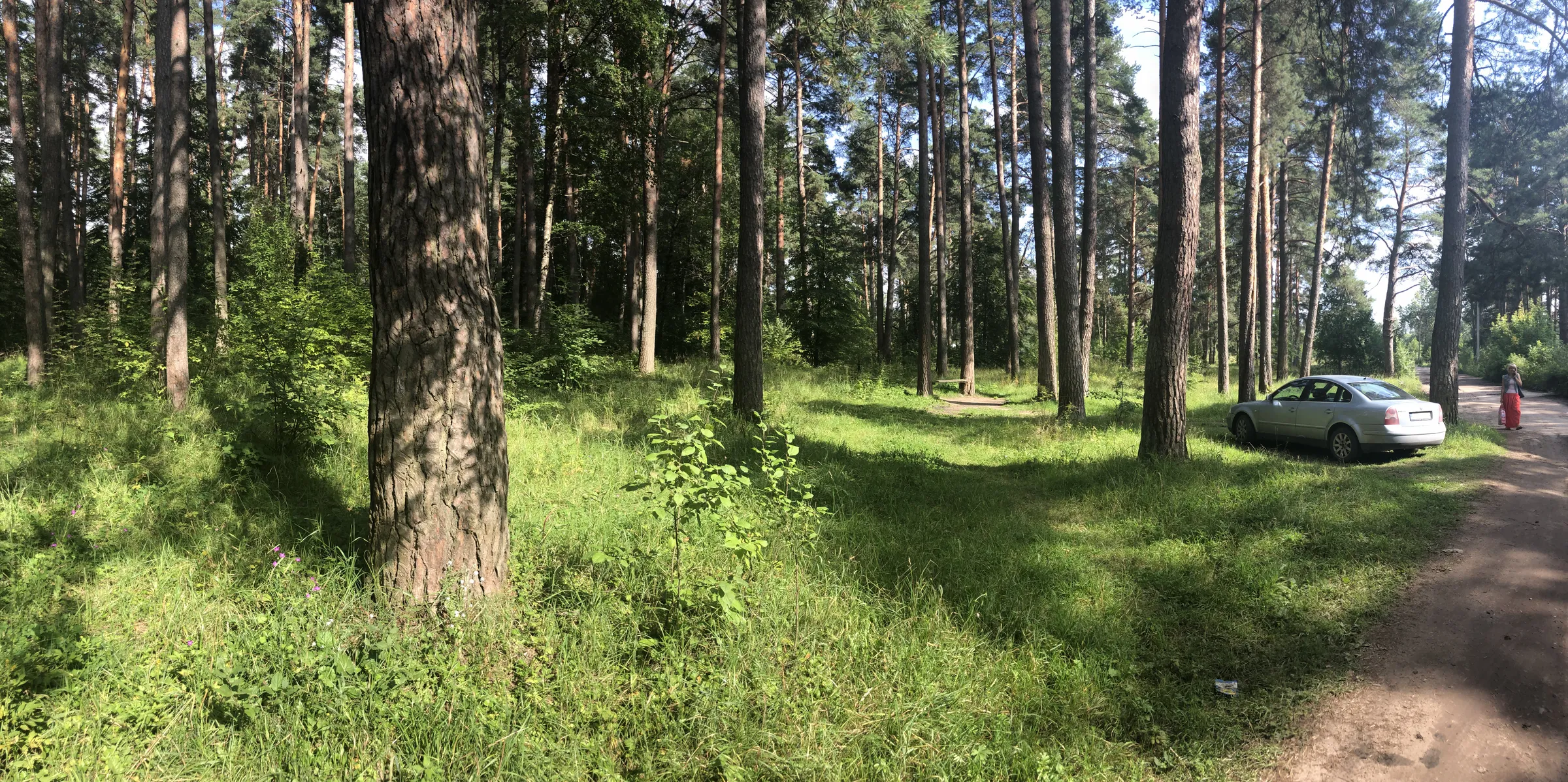 Сосновая роща с просеками, фото 1