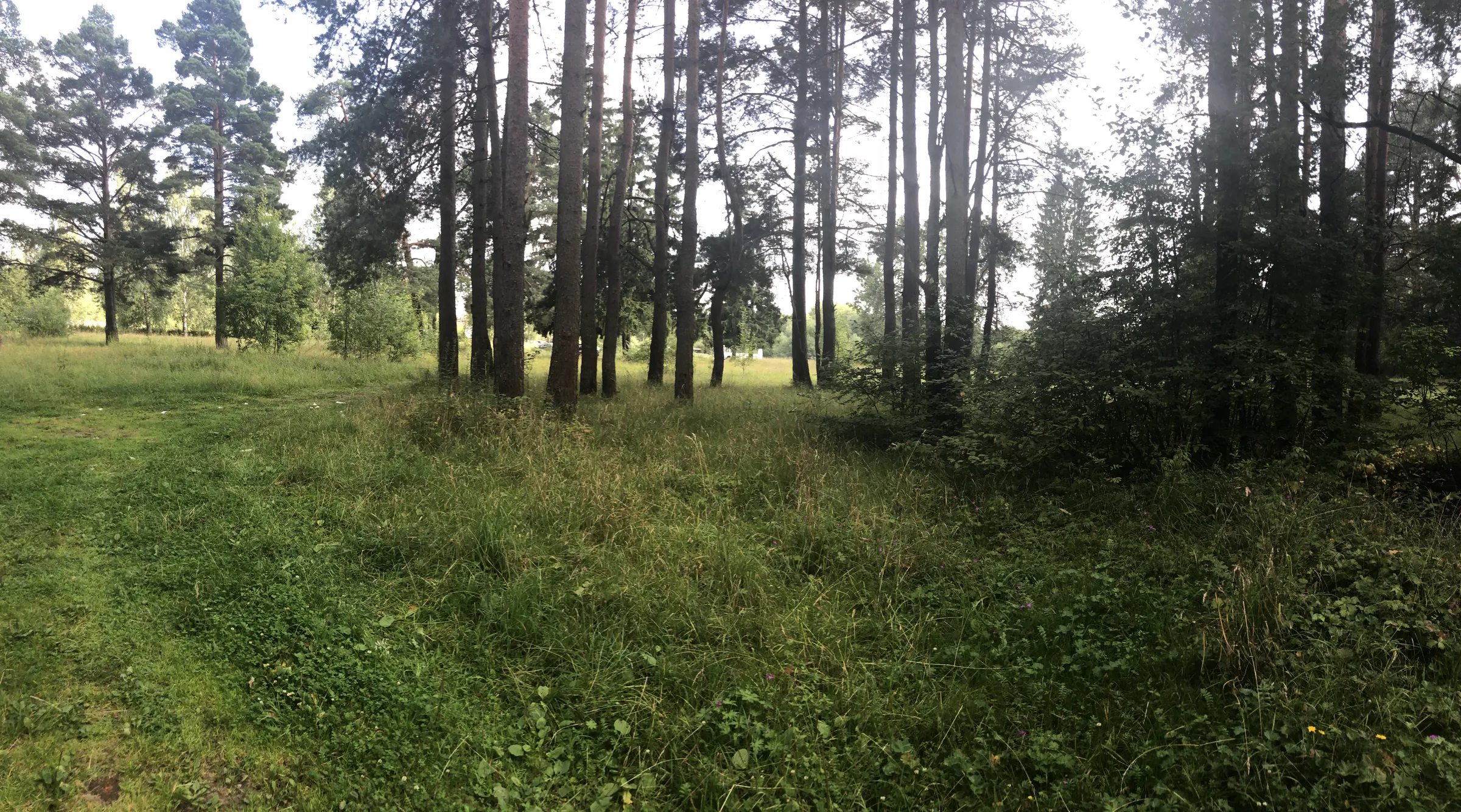 Сосновая роща с просеками, фото 7