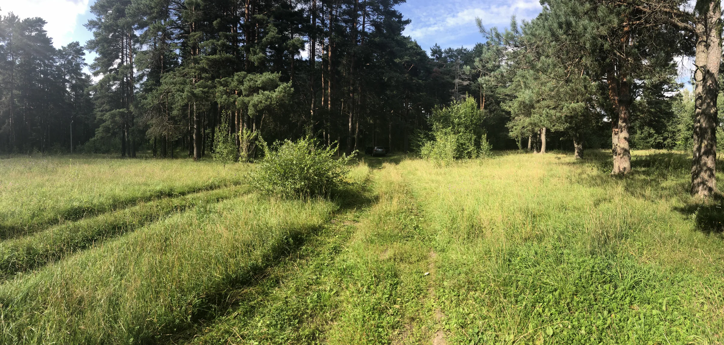 Сосновая роща с просеками, фото 4