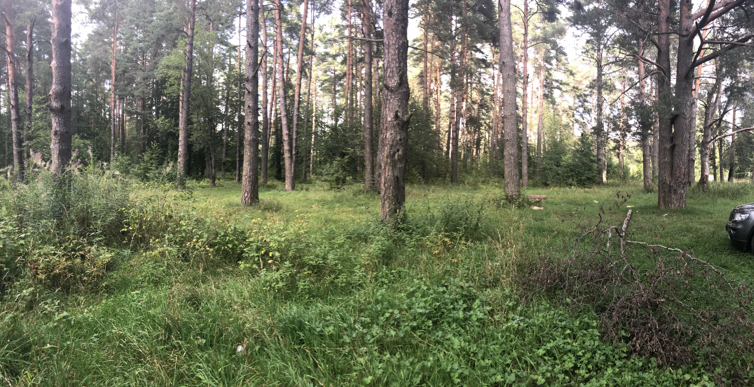 Сосновая роща с просеками, фото 6