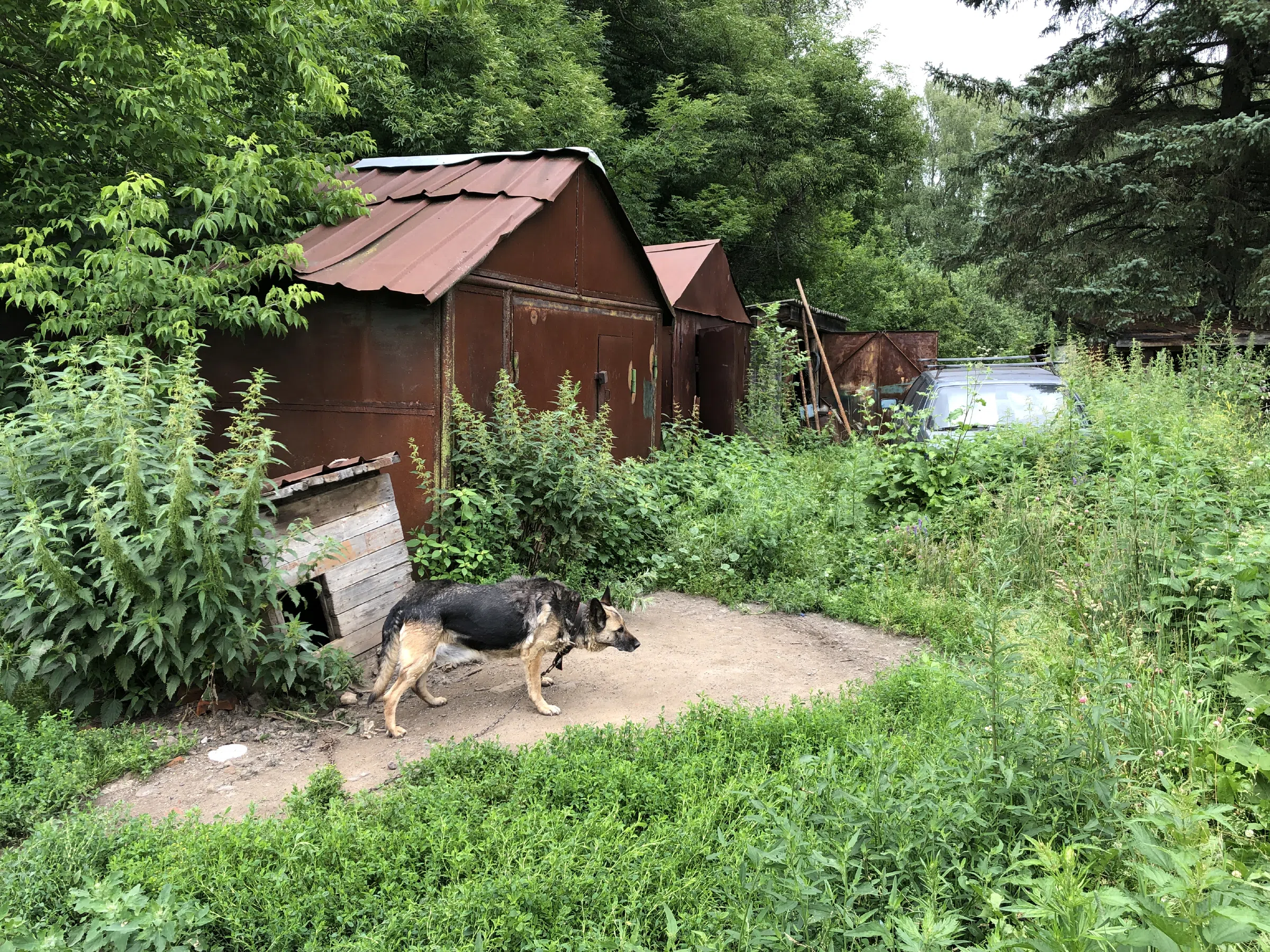 Лесная дорога с ямами, фото 15