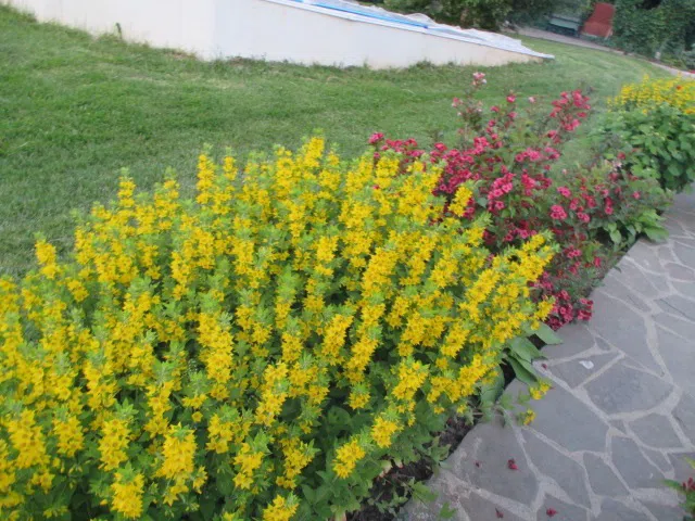 Дача Кирпич в лесу, фото 11