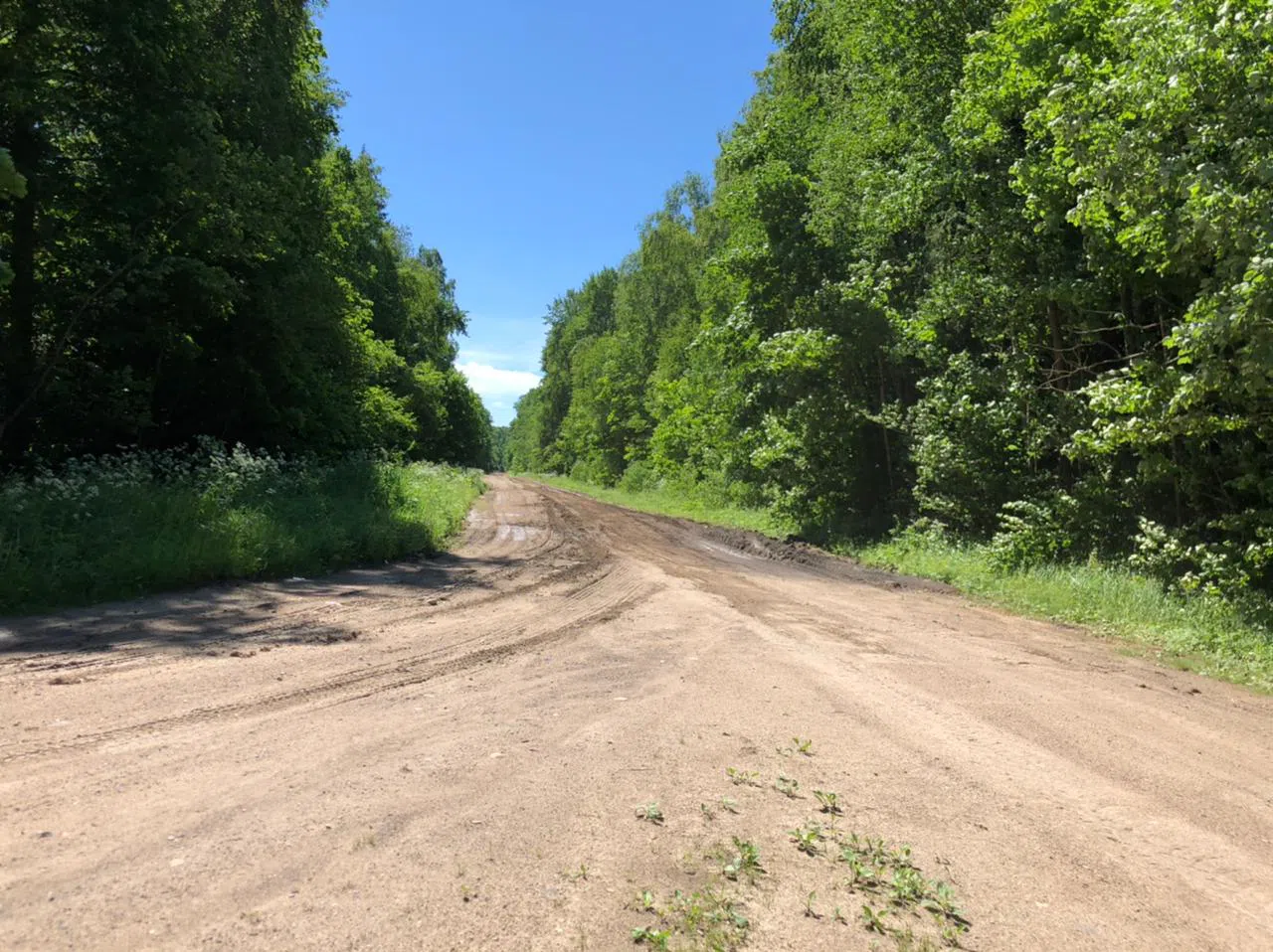 Дороги в лесу, фото 4