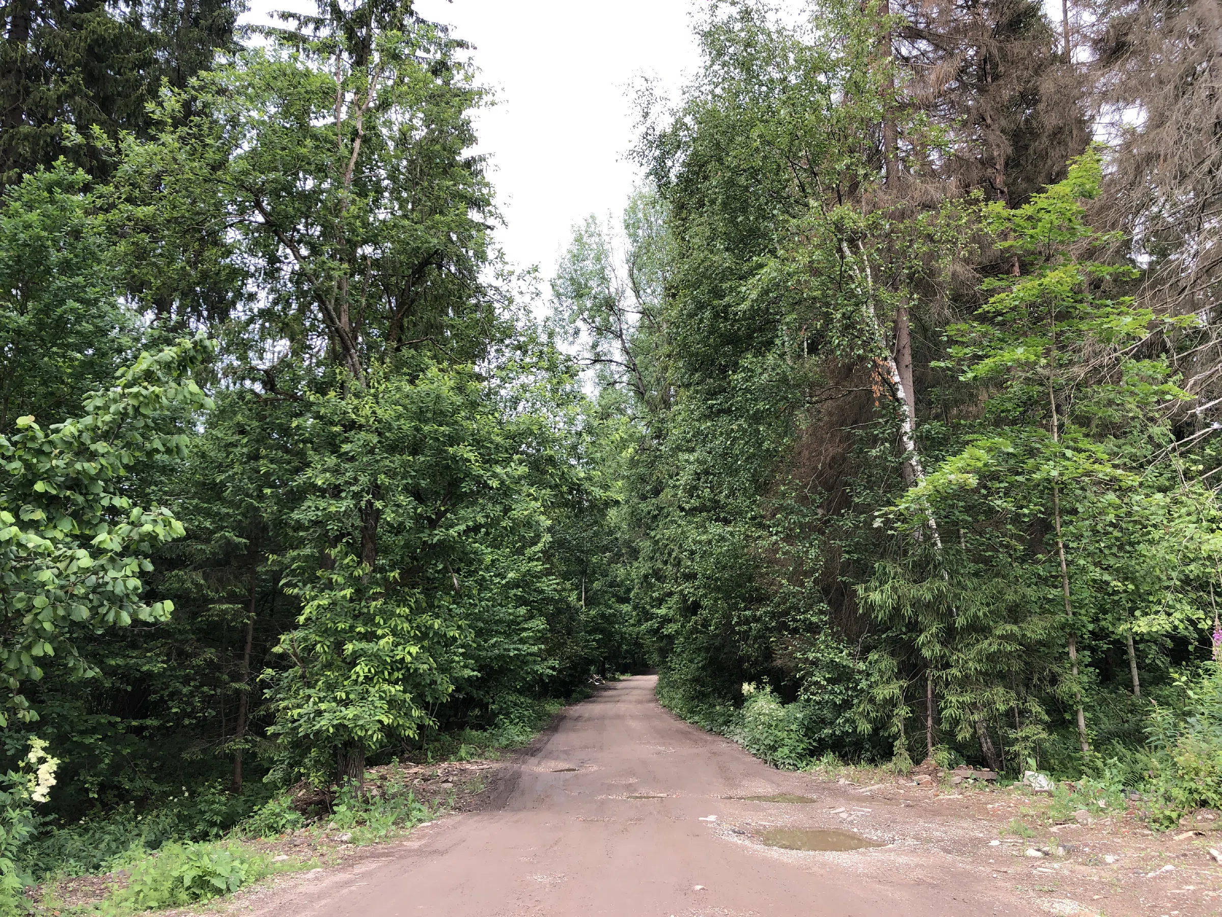 Лес у моста и реки, фото 16