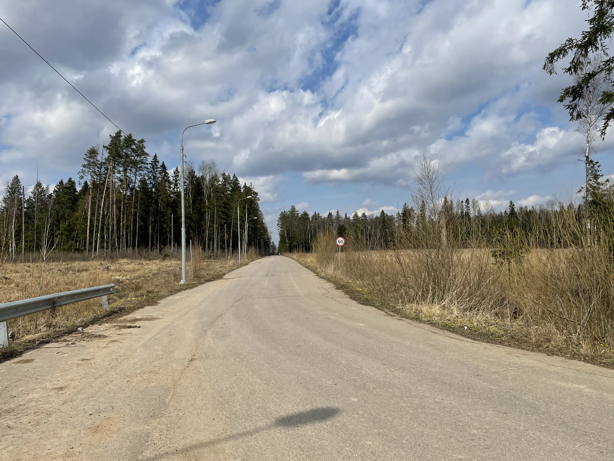 Лесная дорога с елями, фото 7