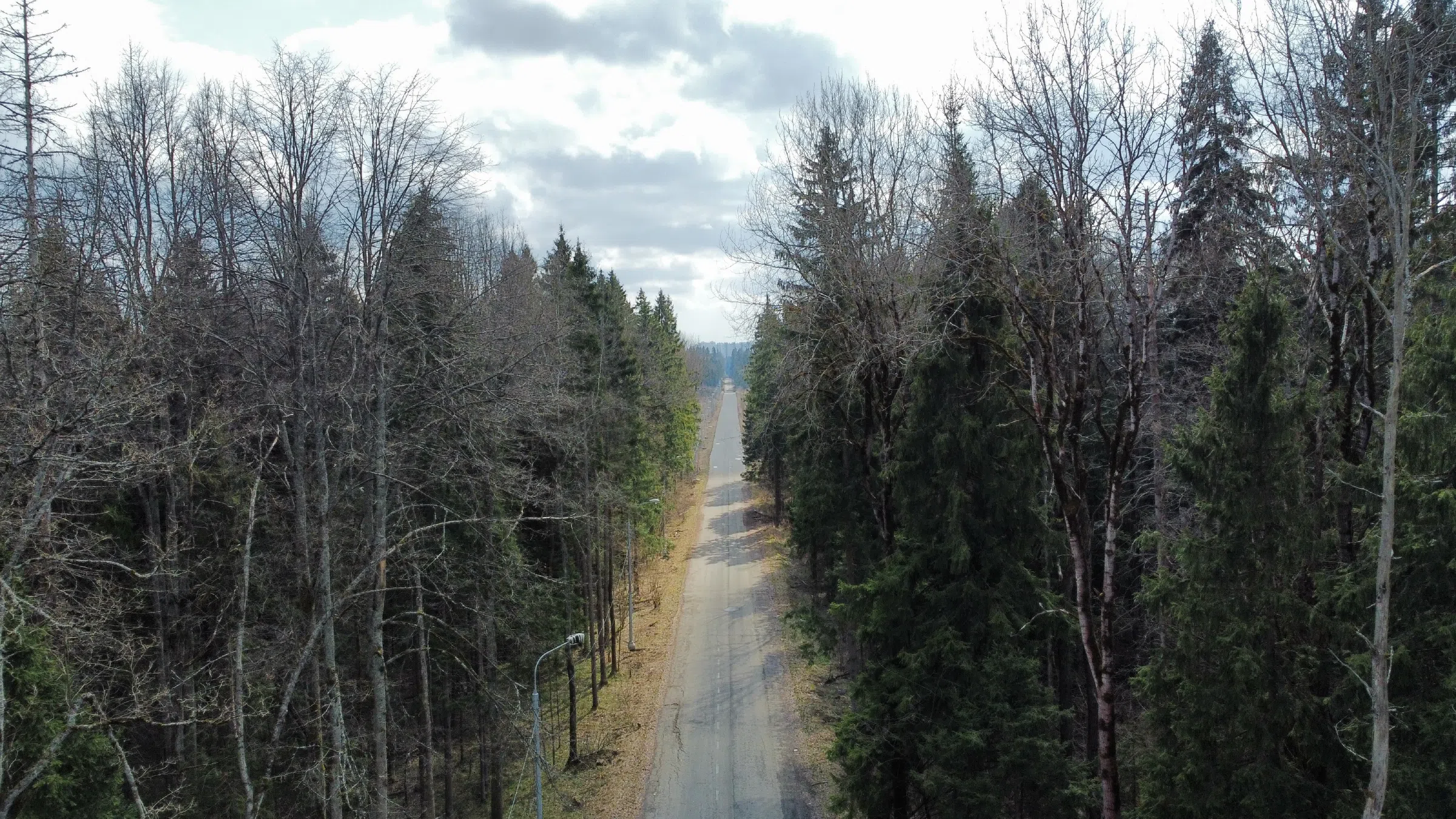 Лесная дорога с елями, фото 1