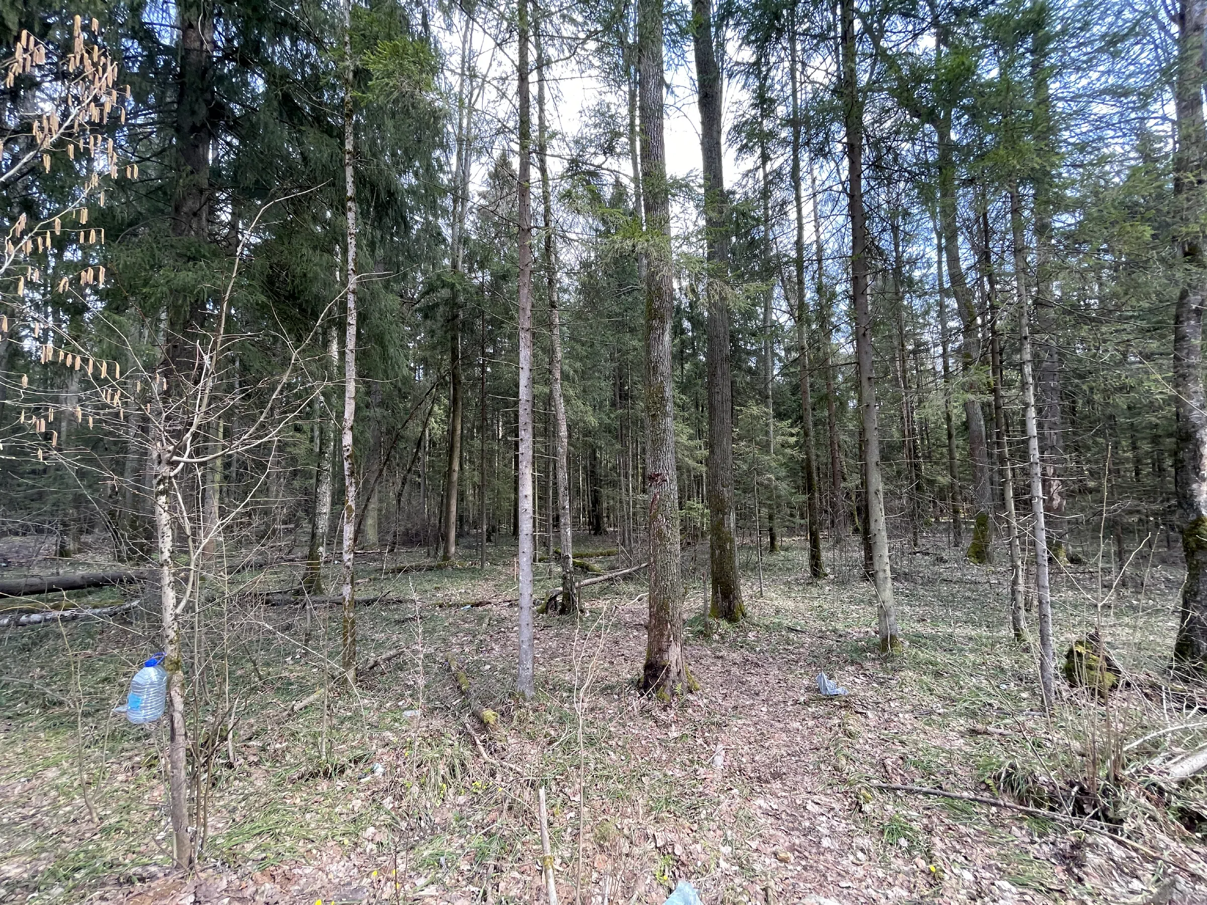 Лесная дорога с елями, фото 24