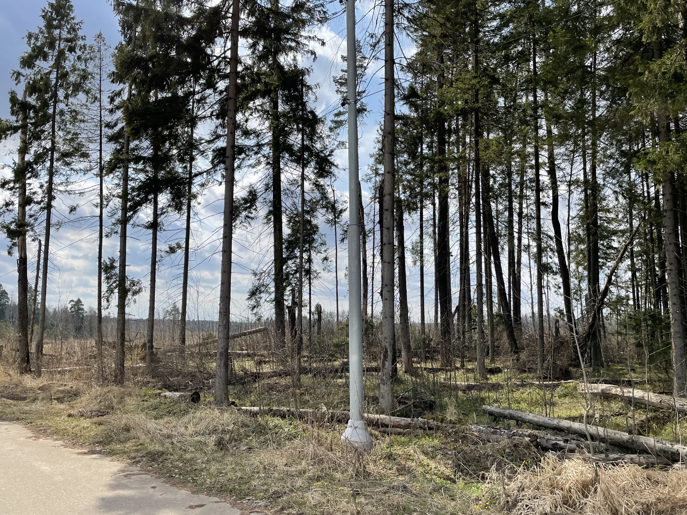 Лесная дорога с елями, фото 6