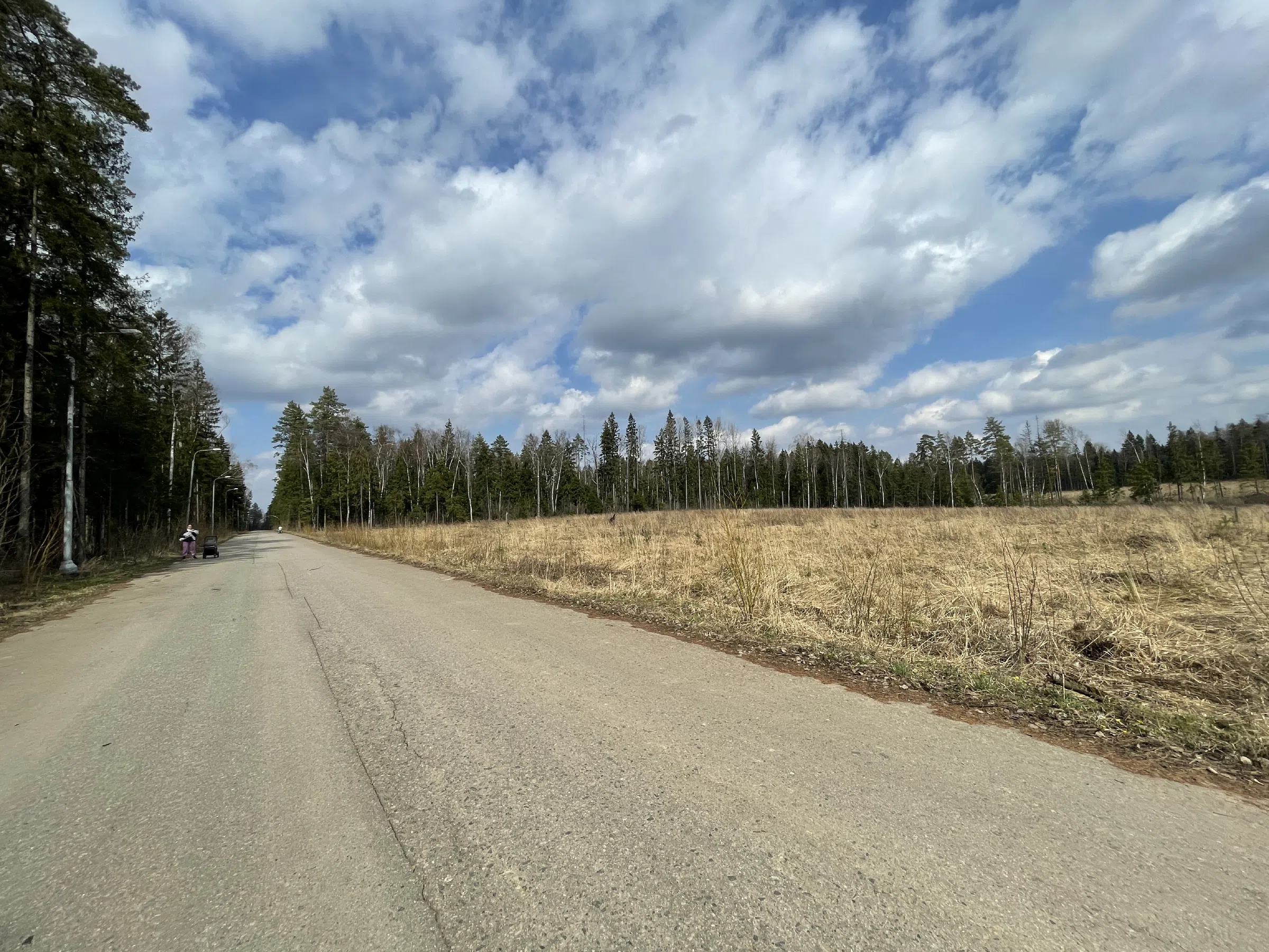 Лесная дорога с елями, фото 4