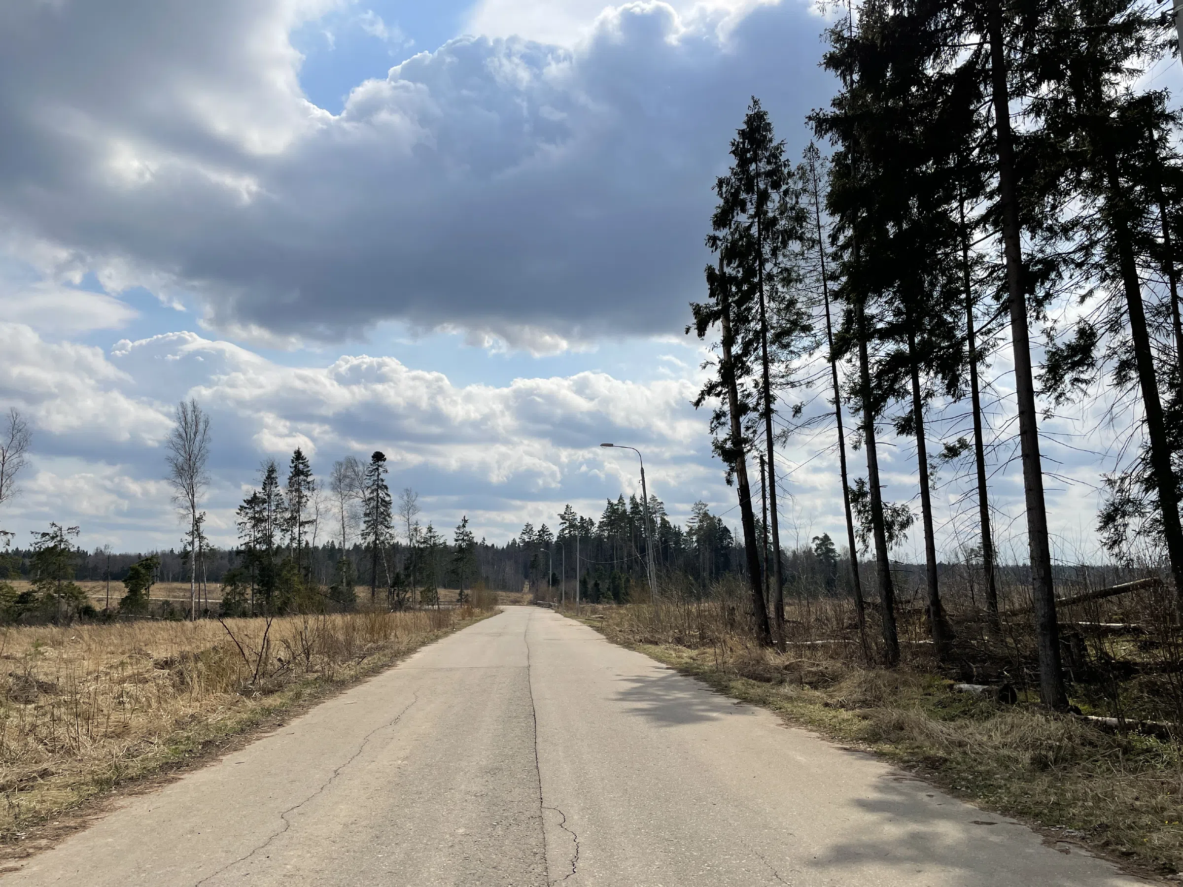 Лесная дорога с елями, фото 5