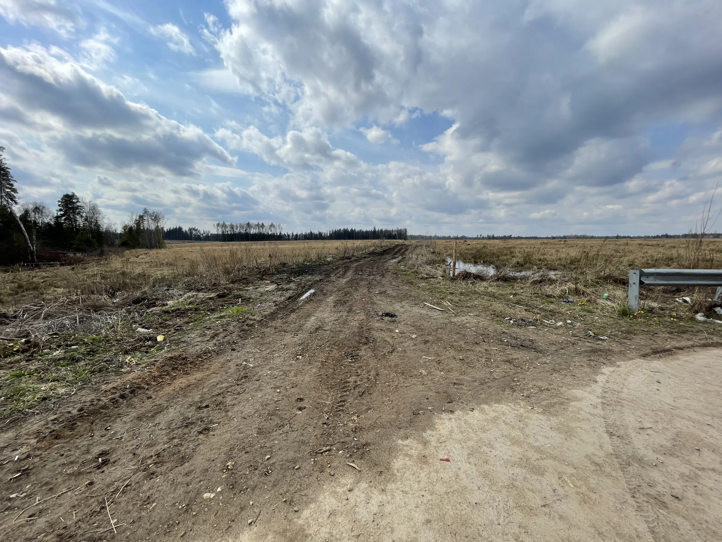 Лесная дорога с елями, фото 10