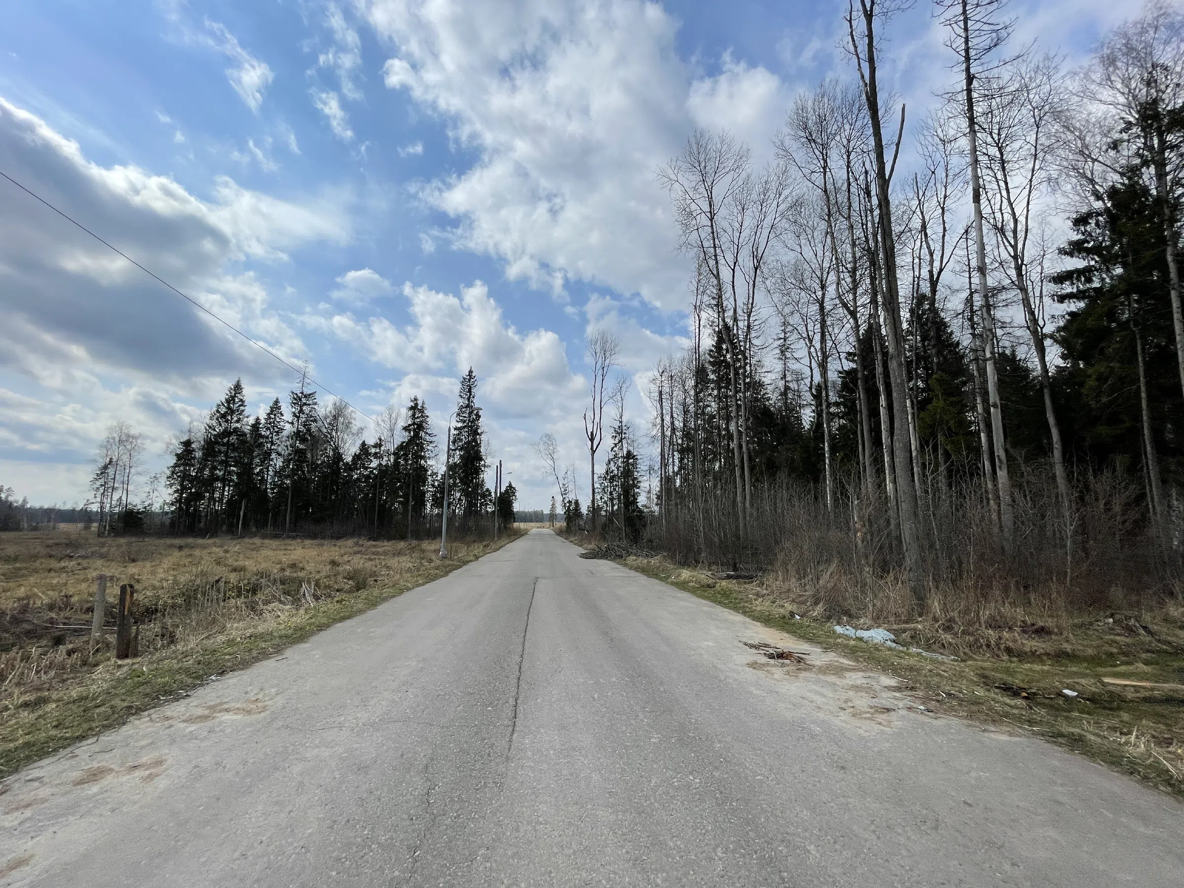 Лесная дорога с елями, фото 14