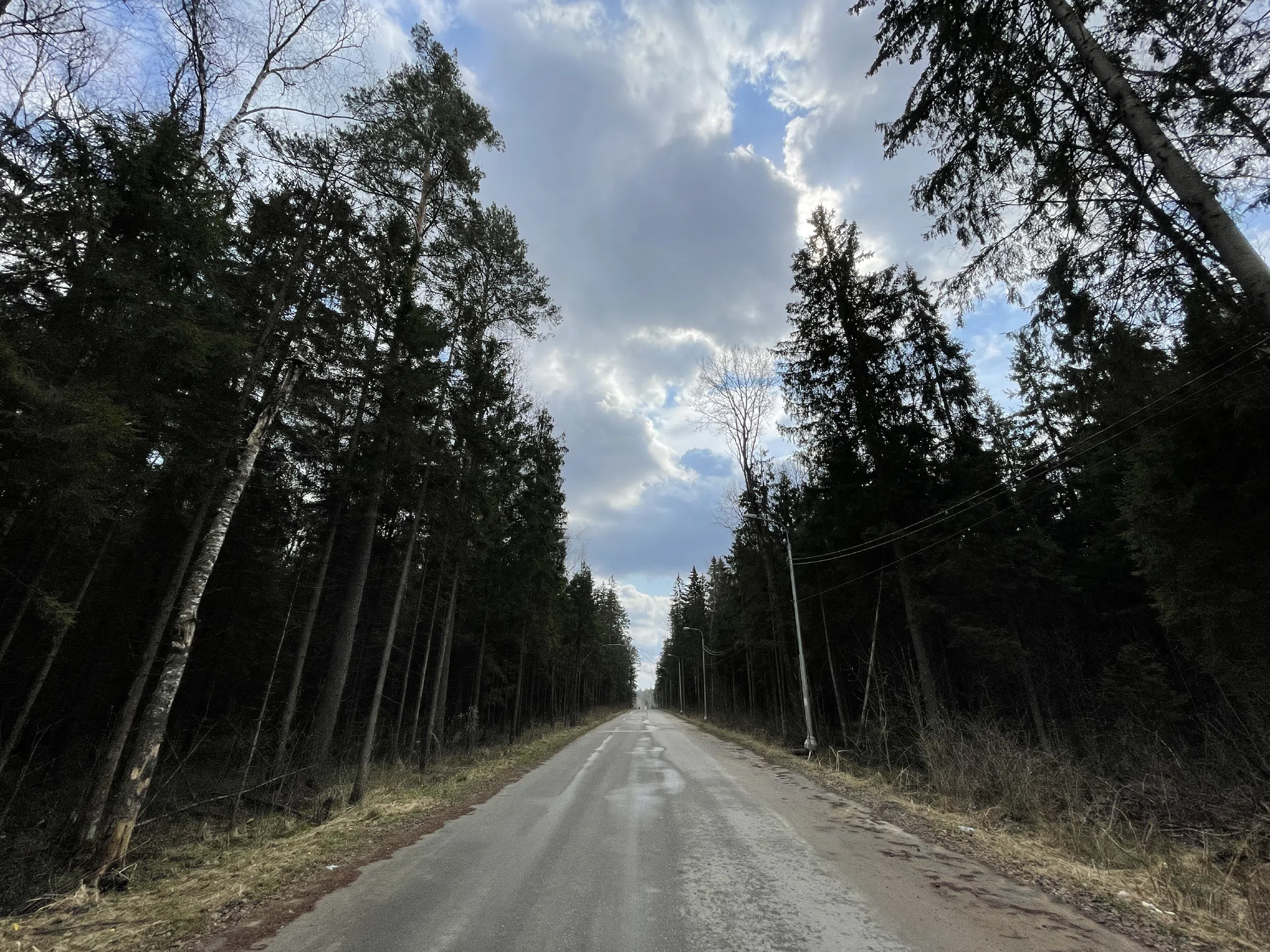 Лесная дорога с елями, фото 3