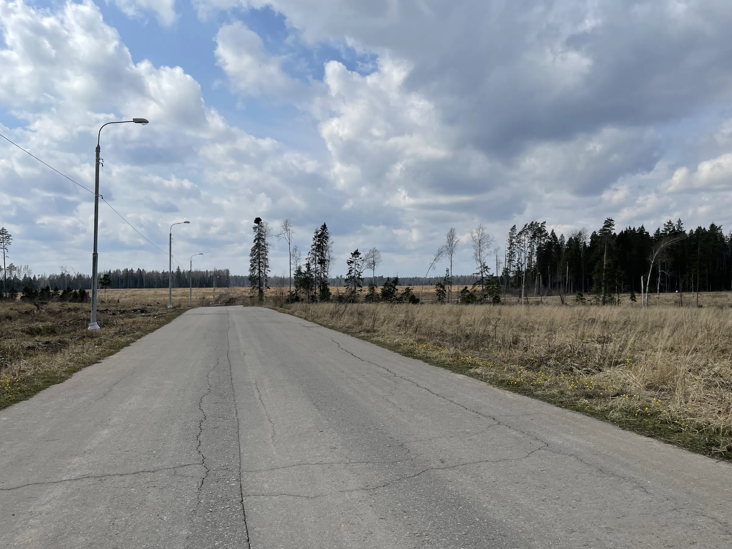 Лесная дорога с елями, фото 12