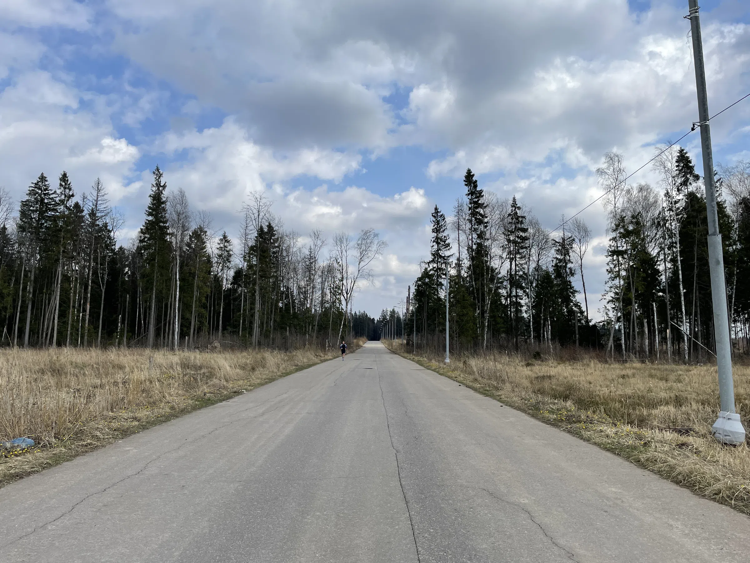 Лесная дорога с елями, фото 13